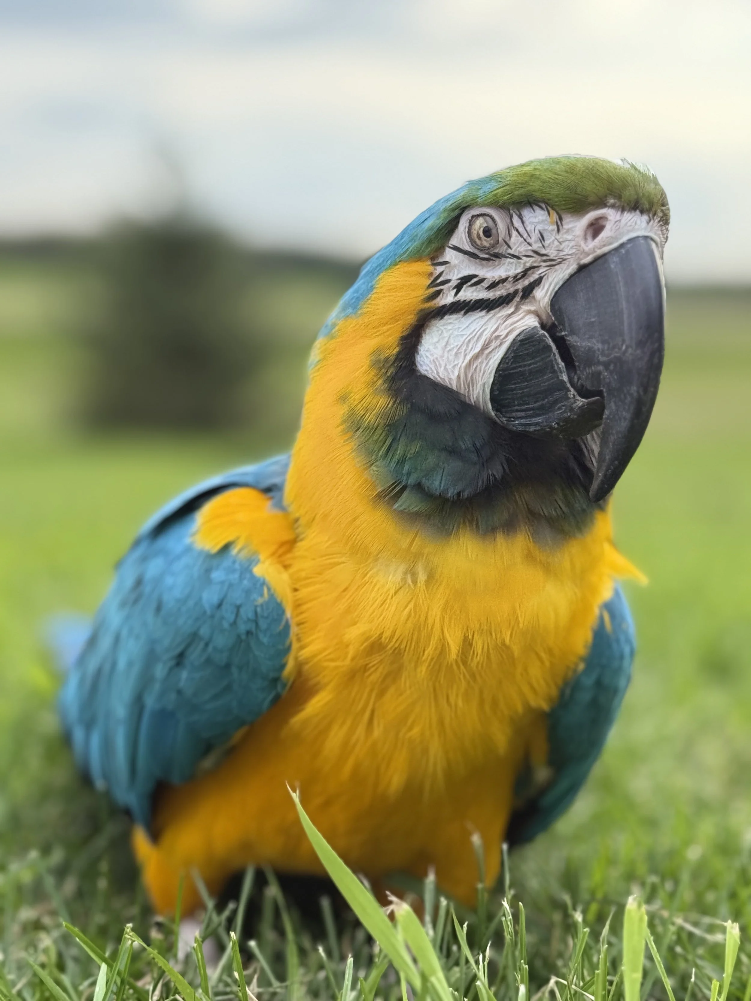 Parrot Grooming