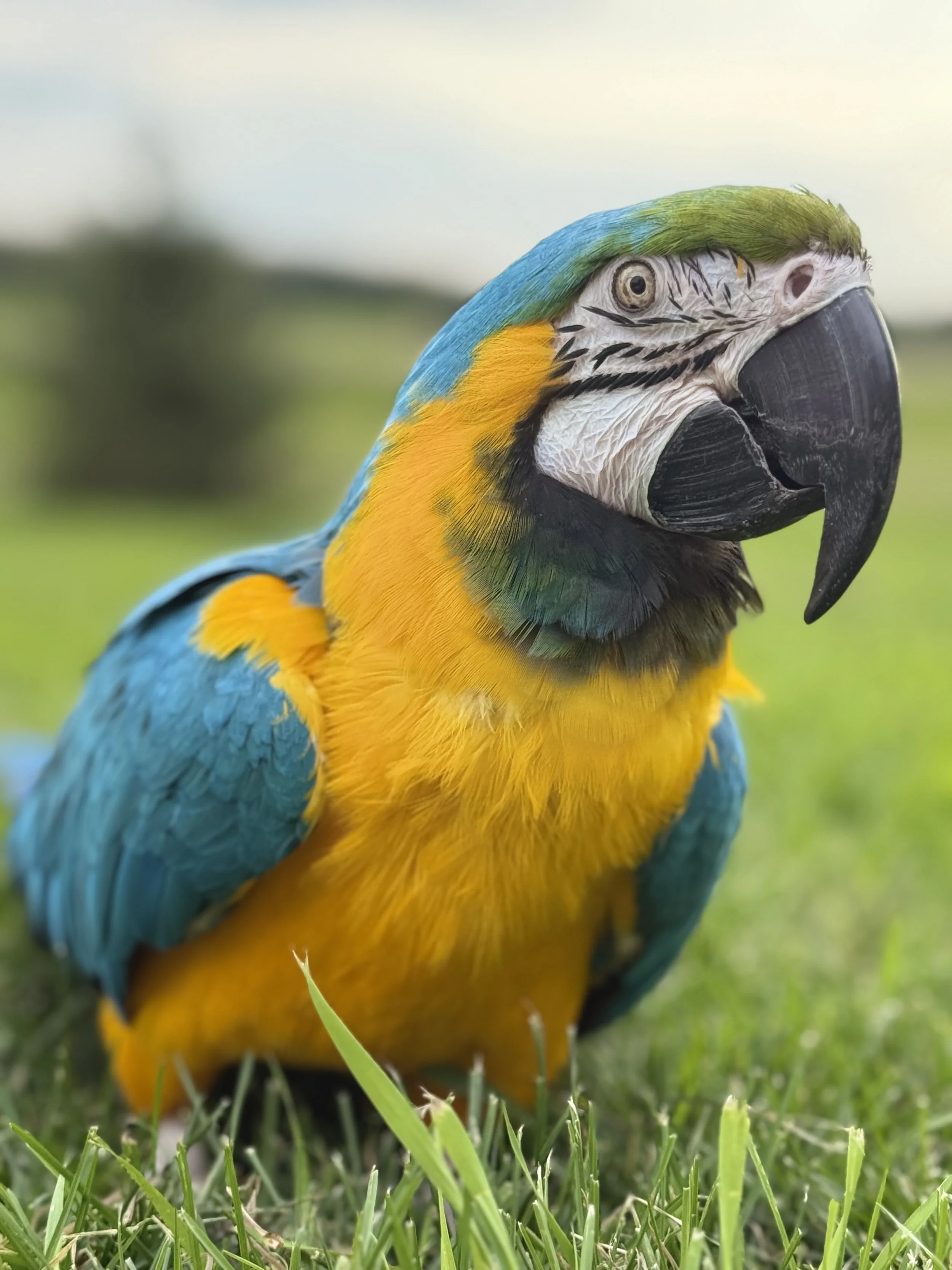 Stress-Free Parrot Grooming Service