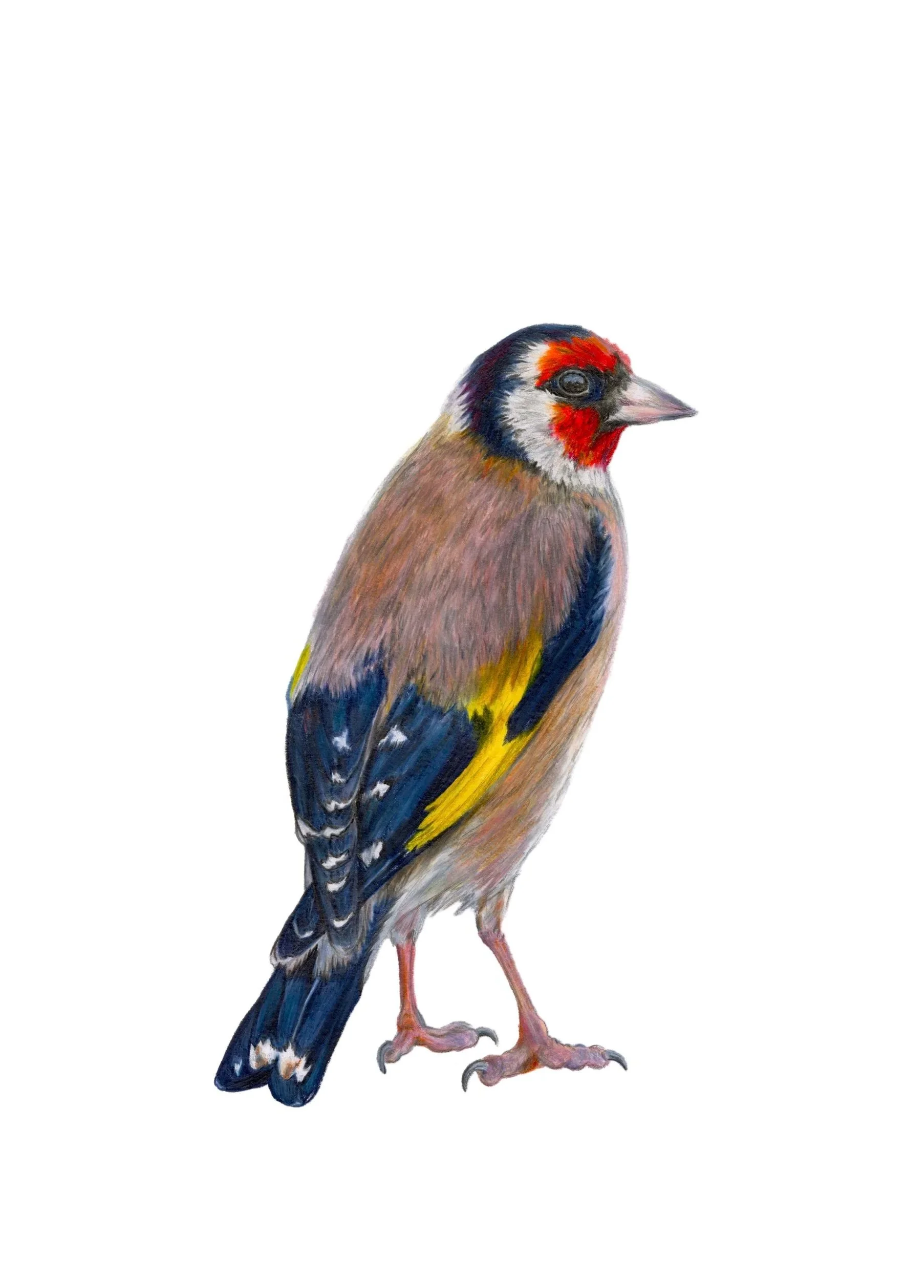 birds+goldfinch.jpg