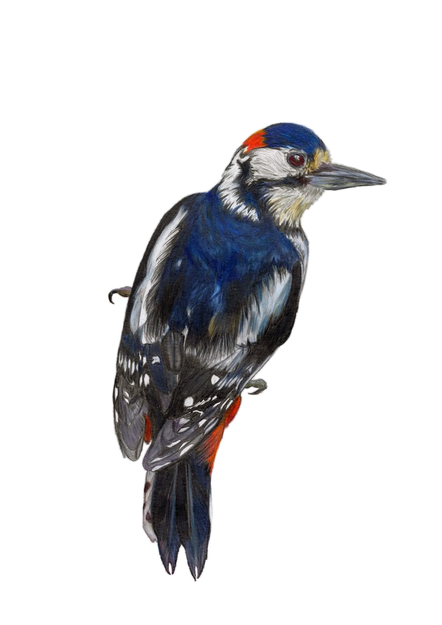 birds+GS+woodpecker.jpg