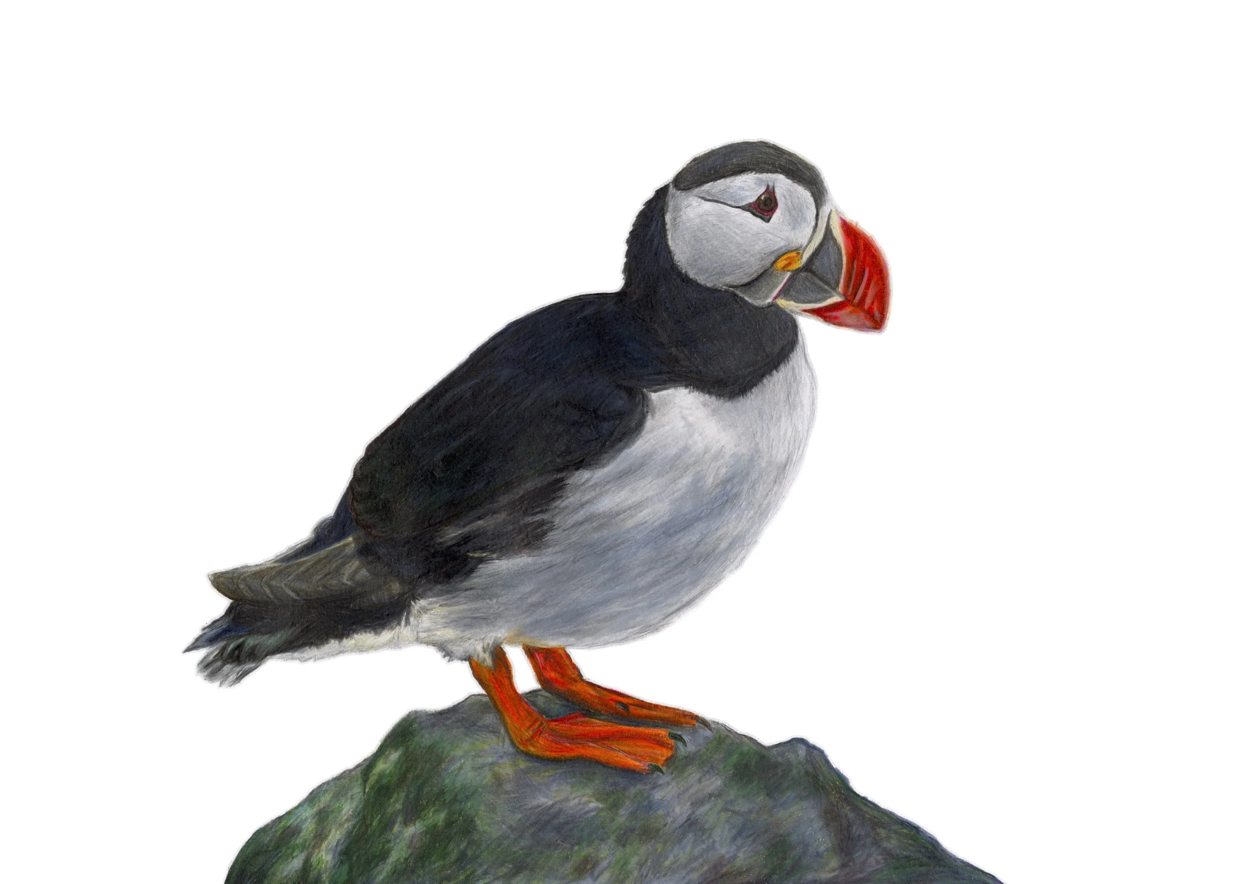 Puffin Print