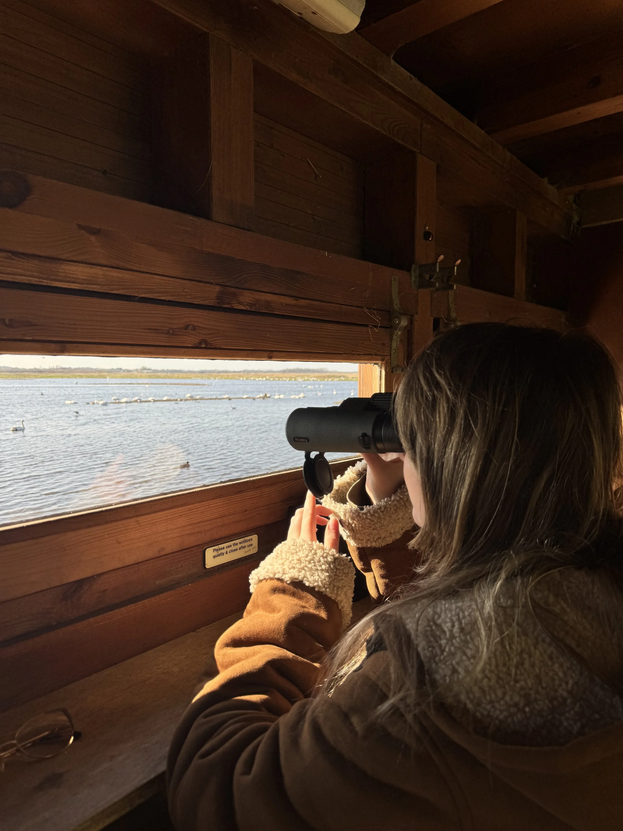 A person with long hair looking through a monocular telescope at a body of water with ducks and seagulls, inside a wooden observation hut.