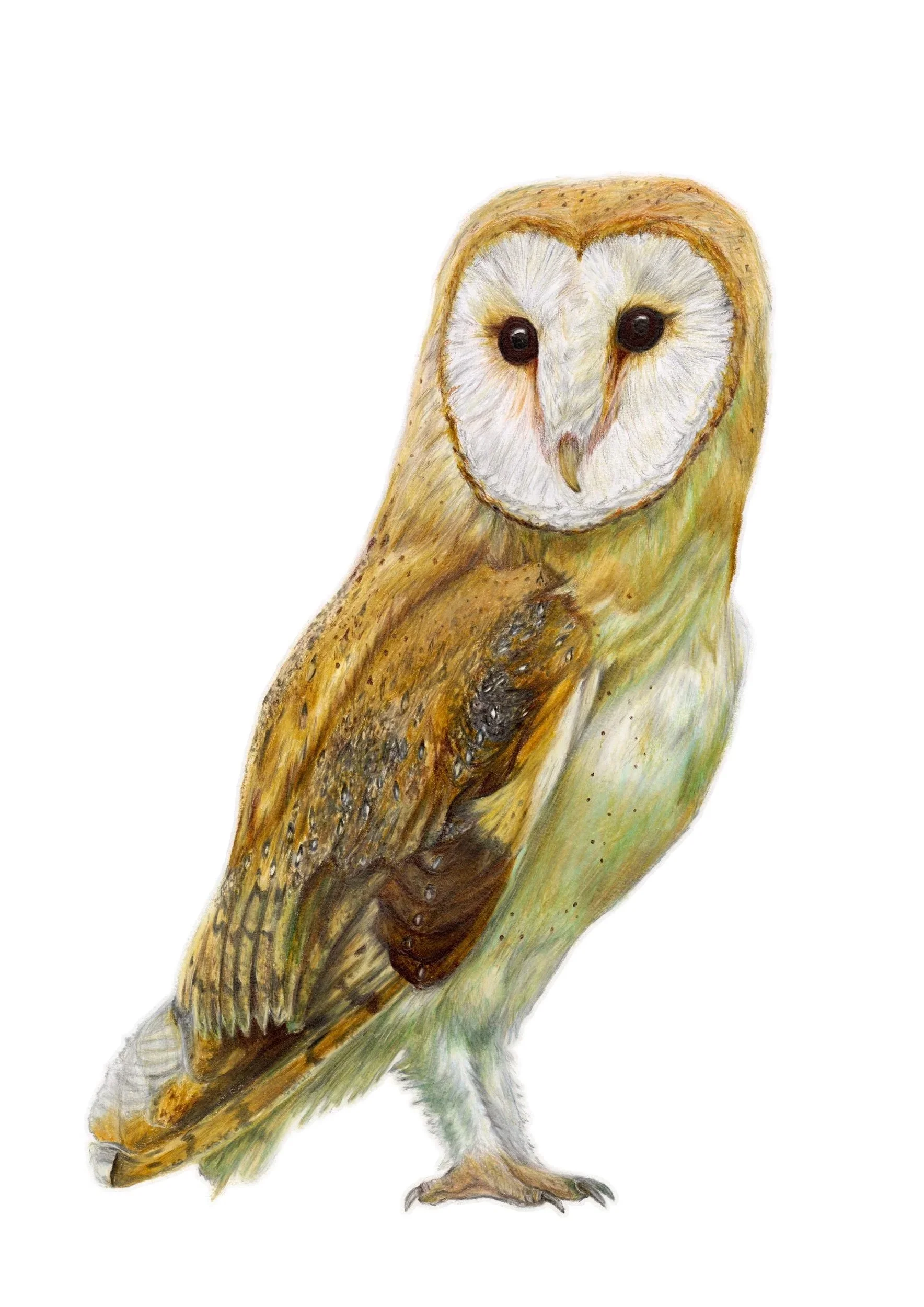 birds+barn+owl.jpg
