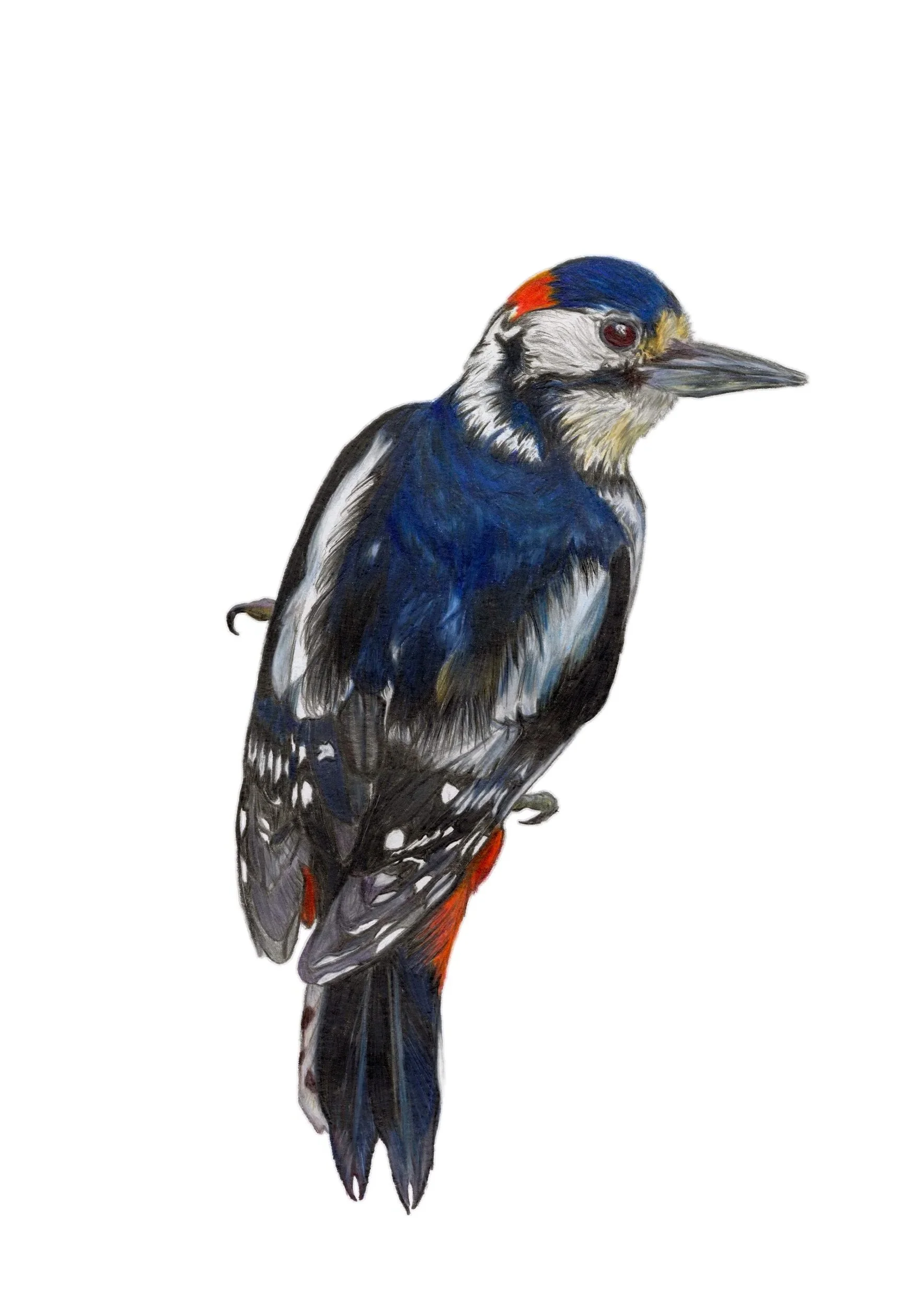 Great Spotted Woodpecker print