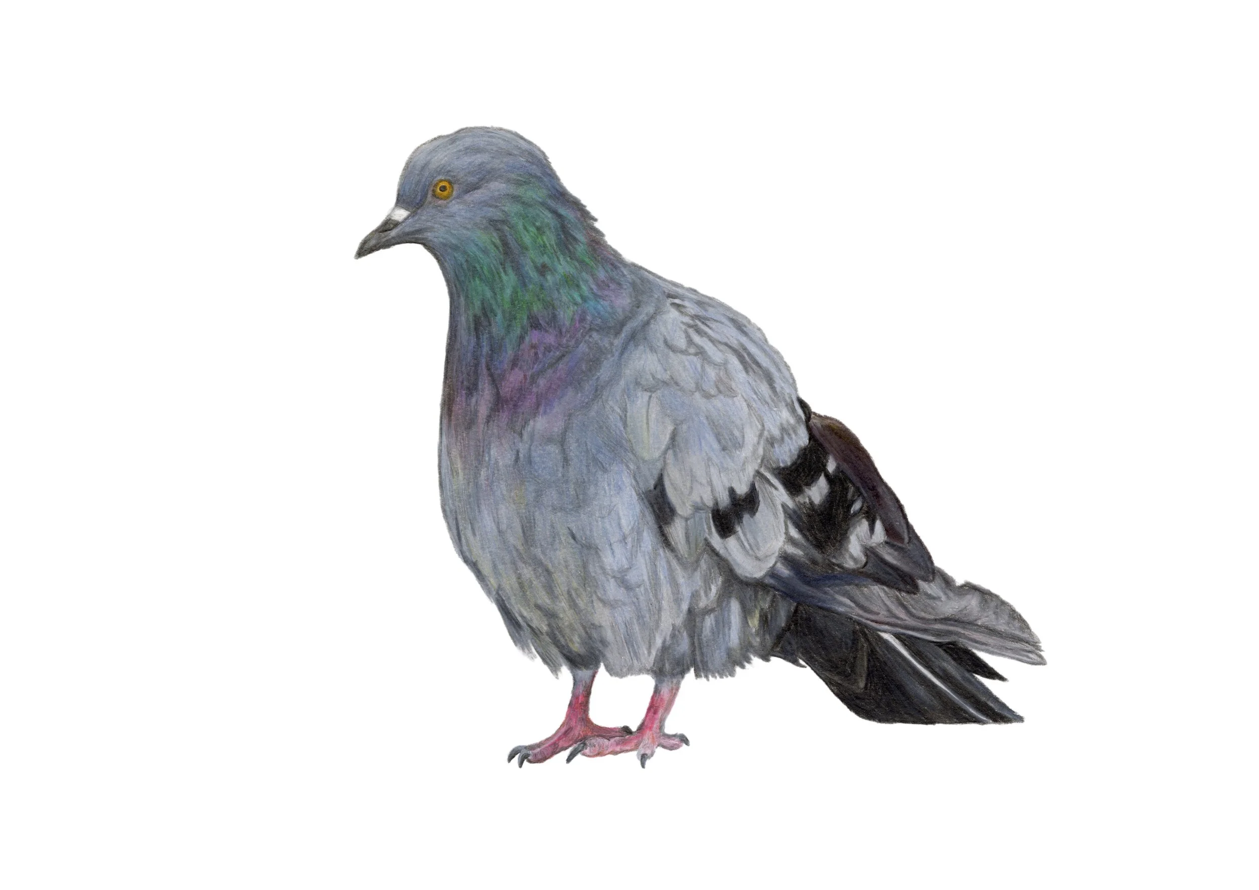 Pigeon Print