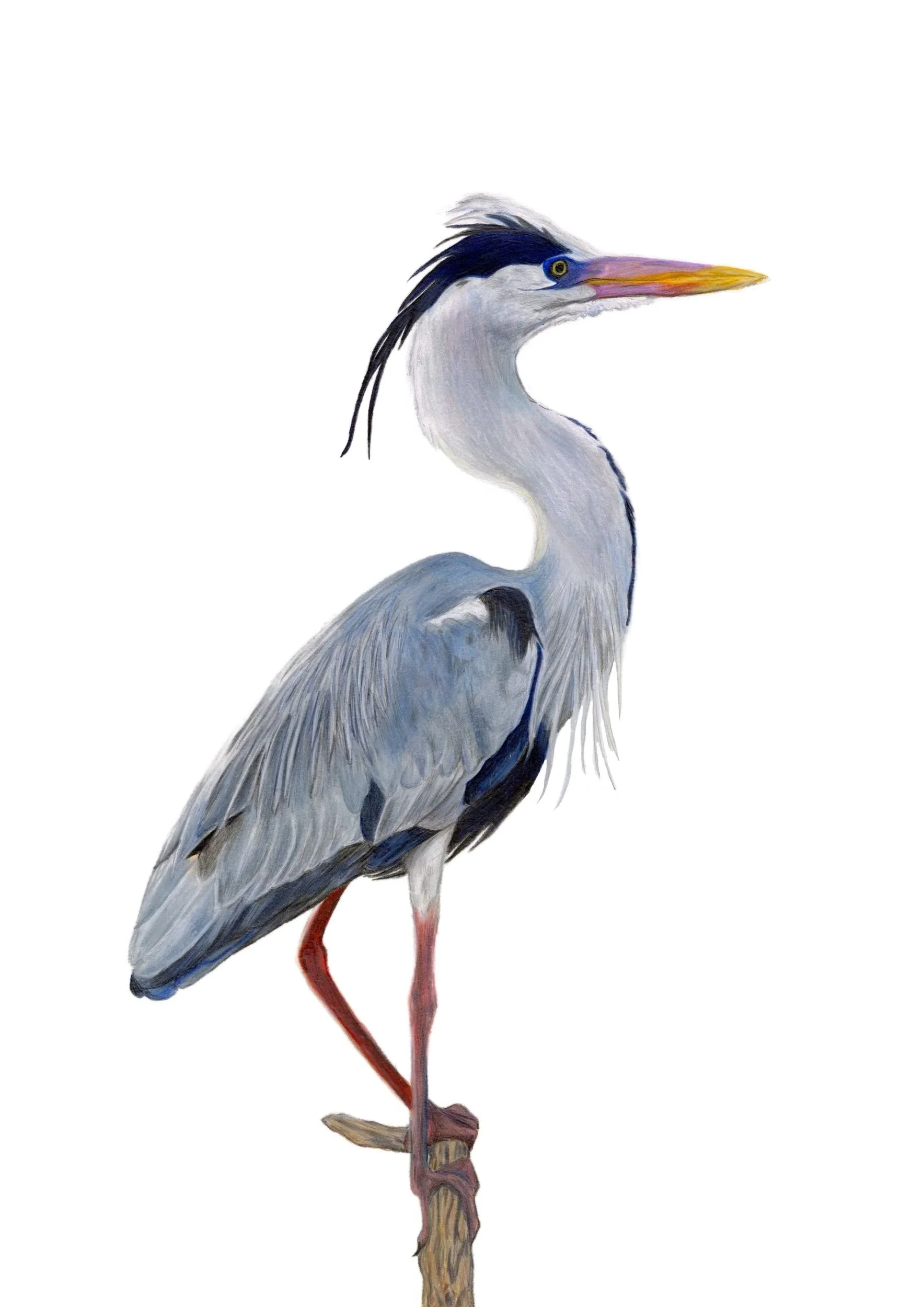 birds+heron.jpg