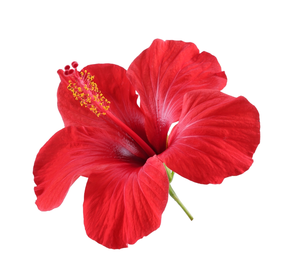 Saludos Psychology Group — telehealth psychology serving California and Florida