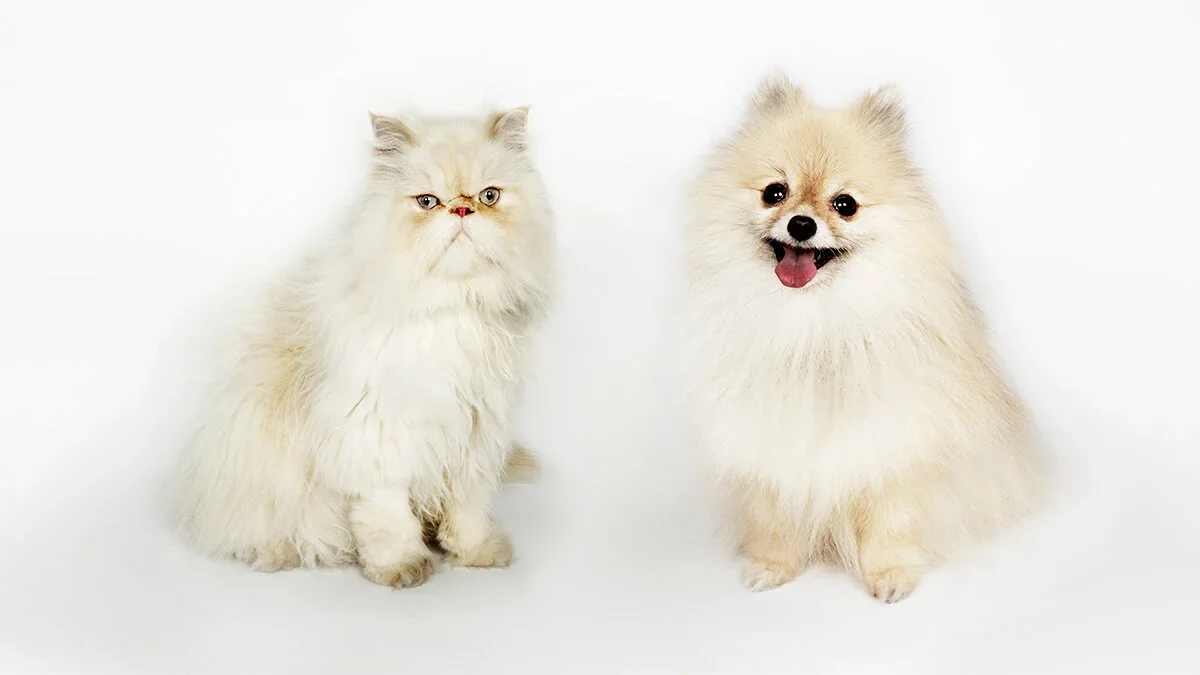 A fluffy white cat with a serious expression sitting next to a happy Pomeranian dog with its tongue out against a plain white background.