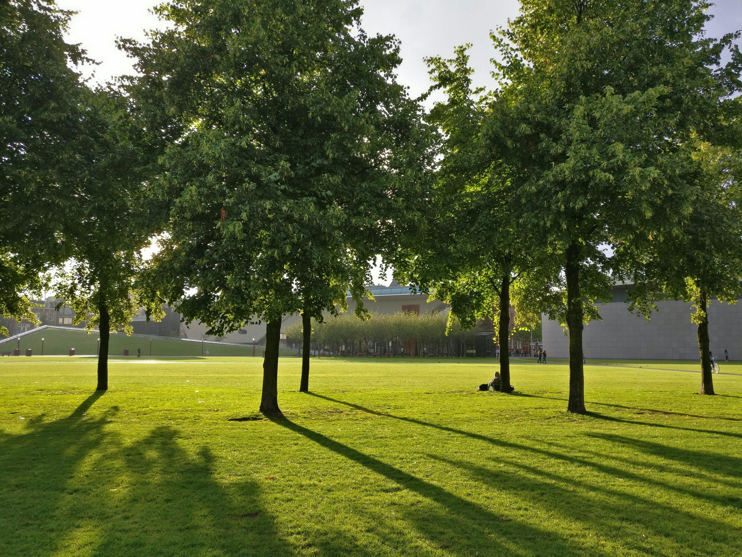 Sunlit park with green grass, tall trees with full green leaves, and people sitting on the grass and walking in the background.