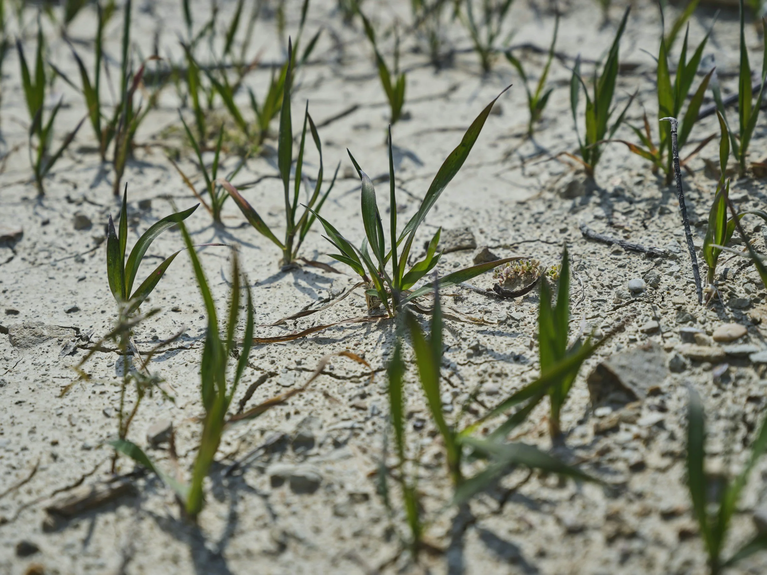 Weather, Heat and Water: Why UK Outdoor Spaces Need Better Planning, Not Less Biodiversity