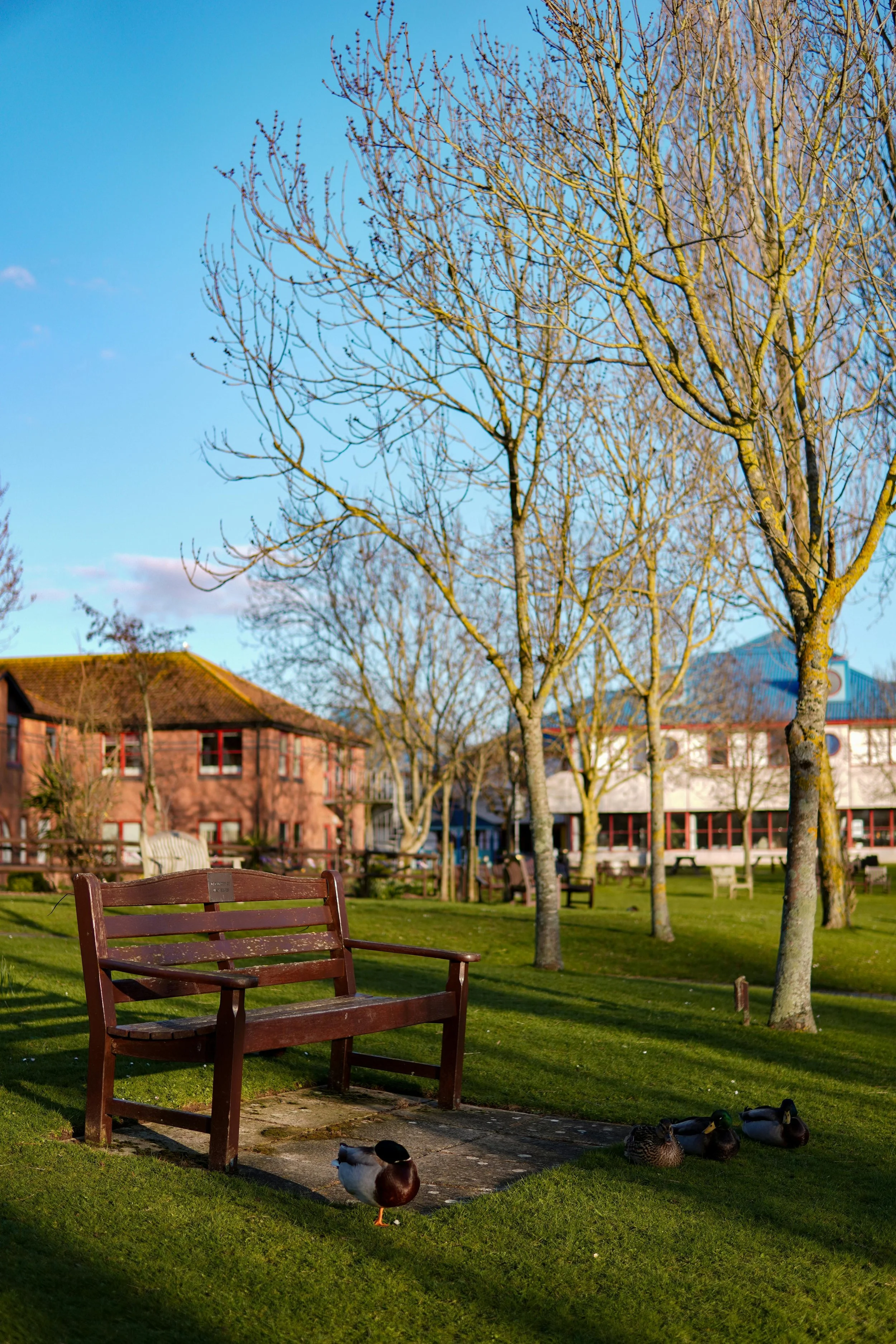 Park with wooden benches, trees without leaves, ducks resting on the grass, and buildings in the background. Clear blue sky.
