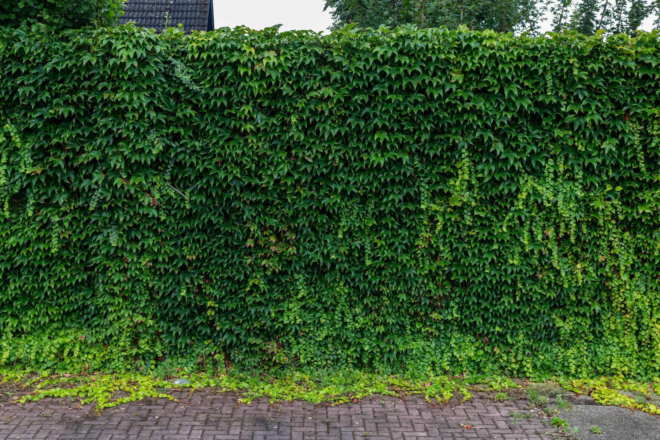 A green hedge covering a wall or fence with some small plants and weeds at the base and a brick sidewalk in front.