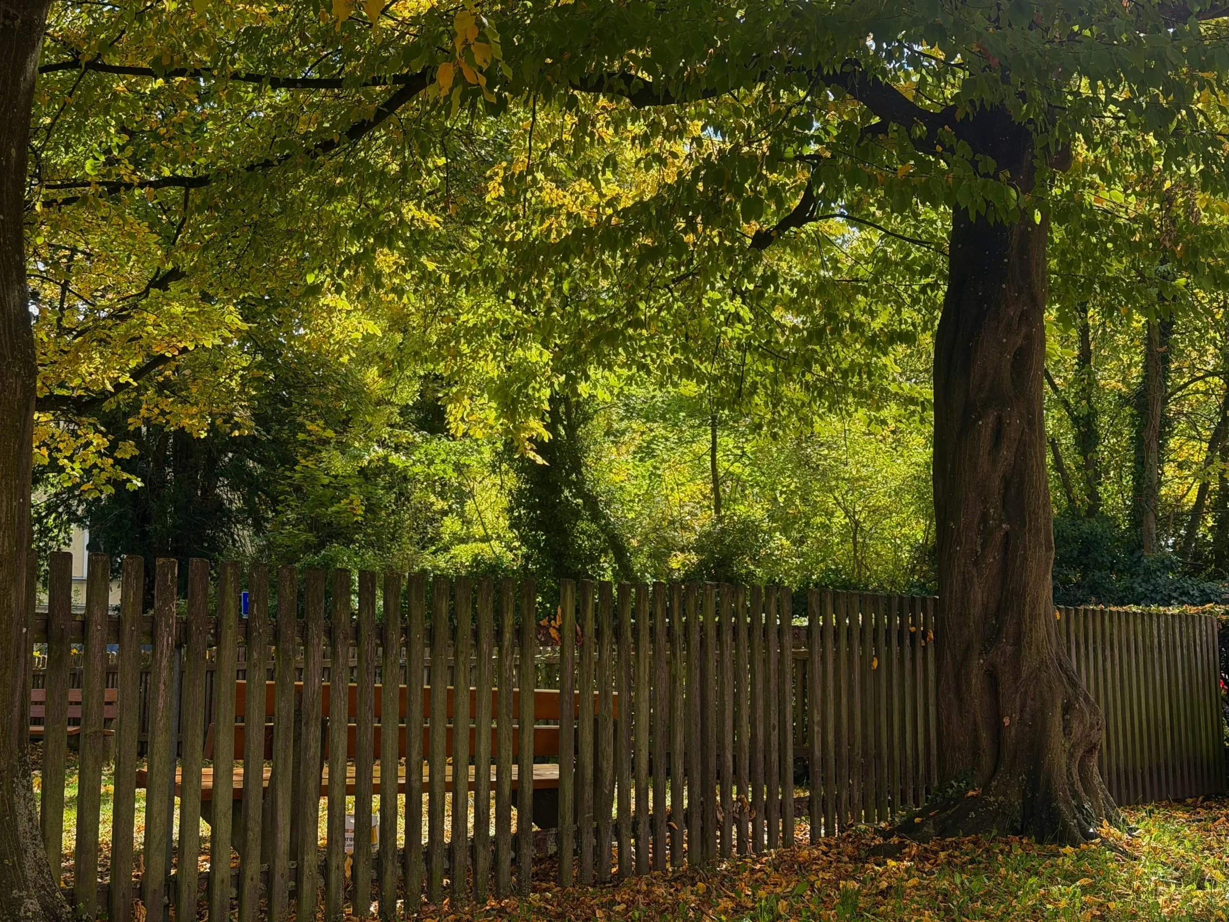 Tree in a backyard with a wooden fence in front, leaves starting to change color indicating fall, and sunlight filtering through the branches.