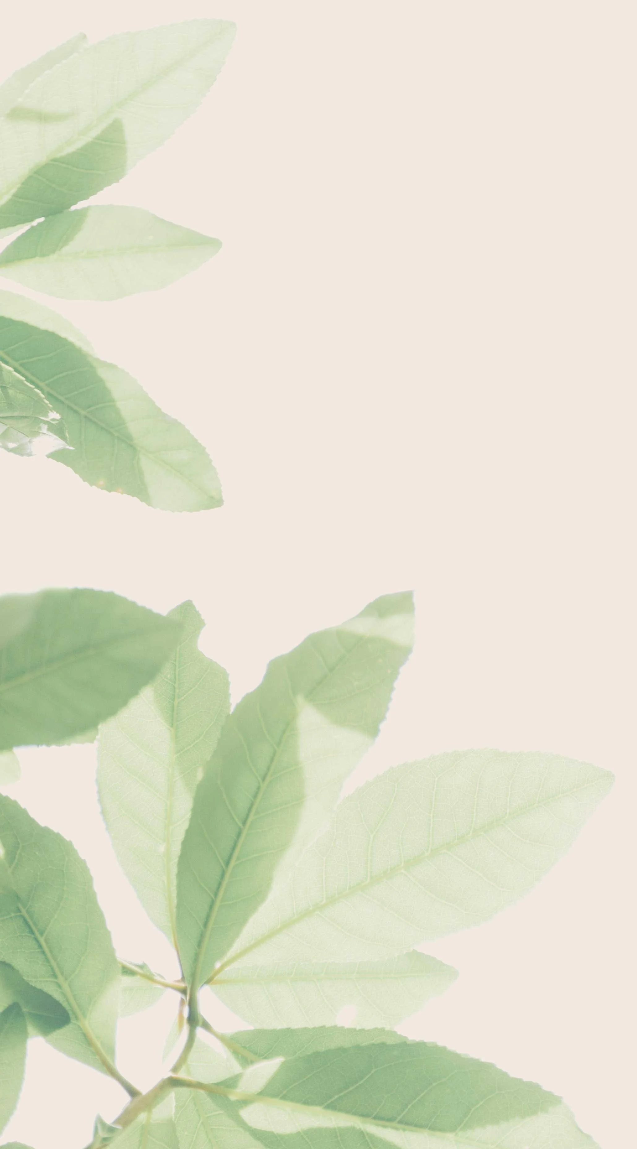 Close up of green leaves.