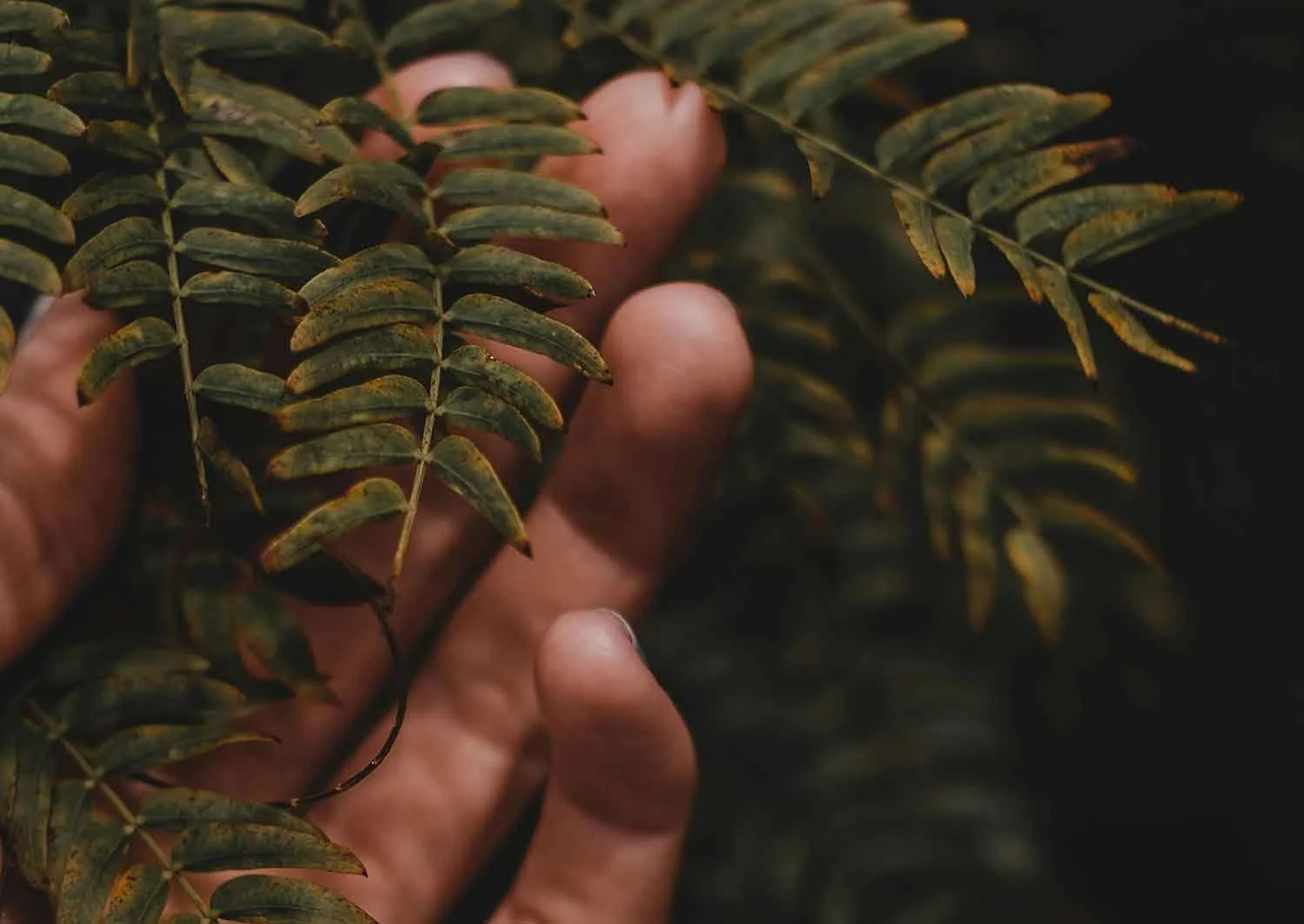 A person's hand gently holding a fern leaf.
