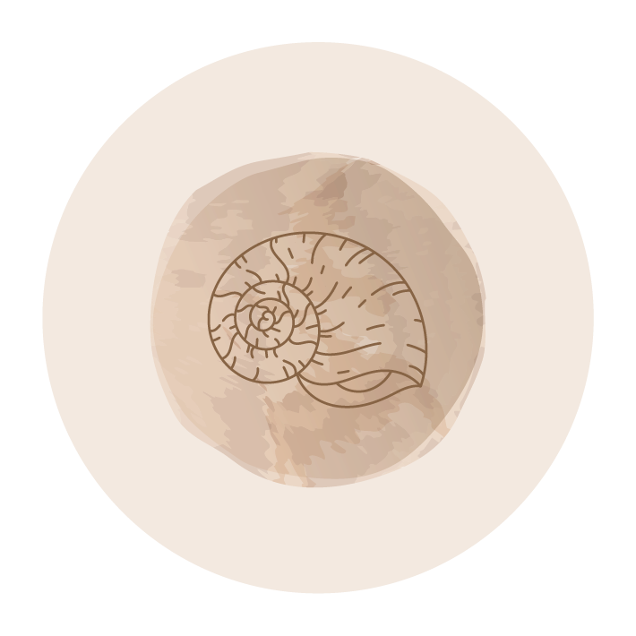Icon - seashell with a spiral pattern