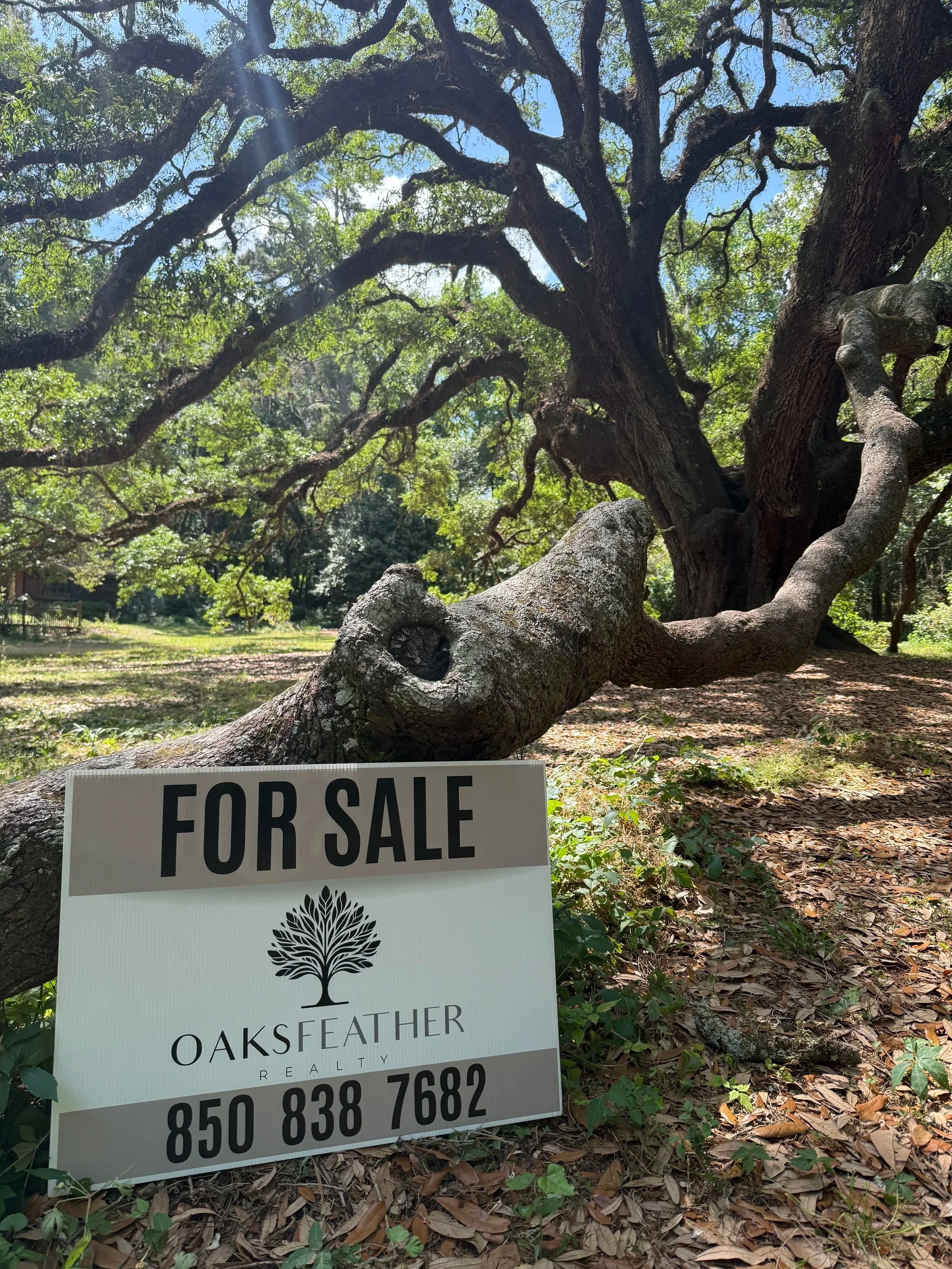 A large, sprawling tree with thick, gnarled branches reaches skyward, casting shadows on the ground below. A for sale sign from Oaks Feather Realty is placed at the base of the tree, with a contact number visible.