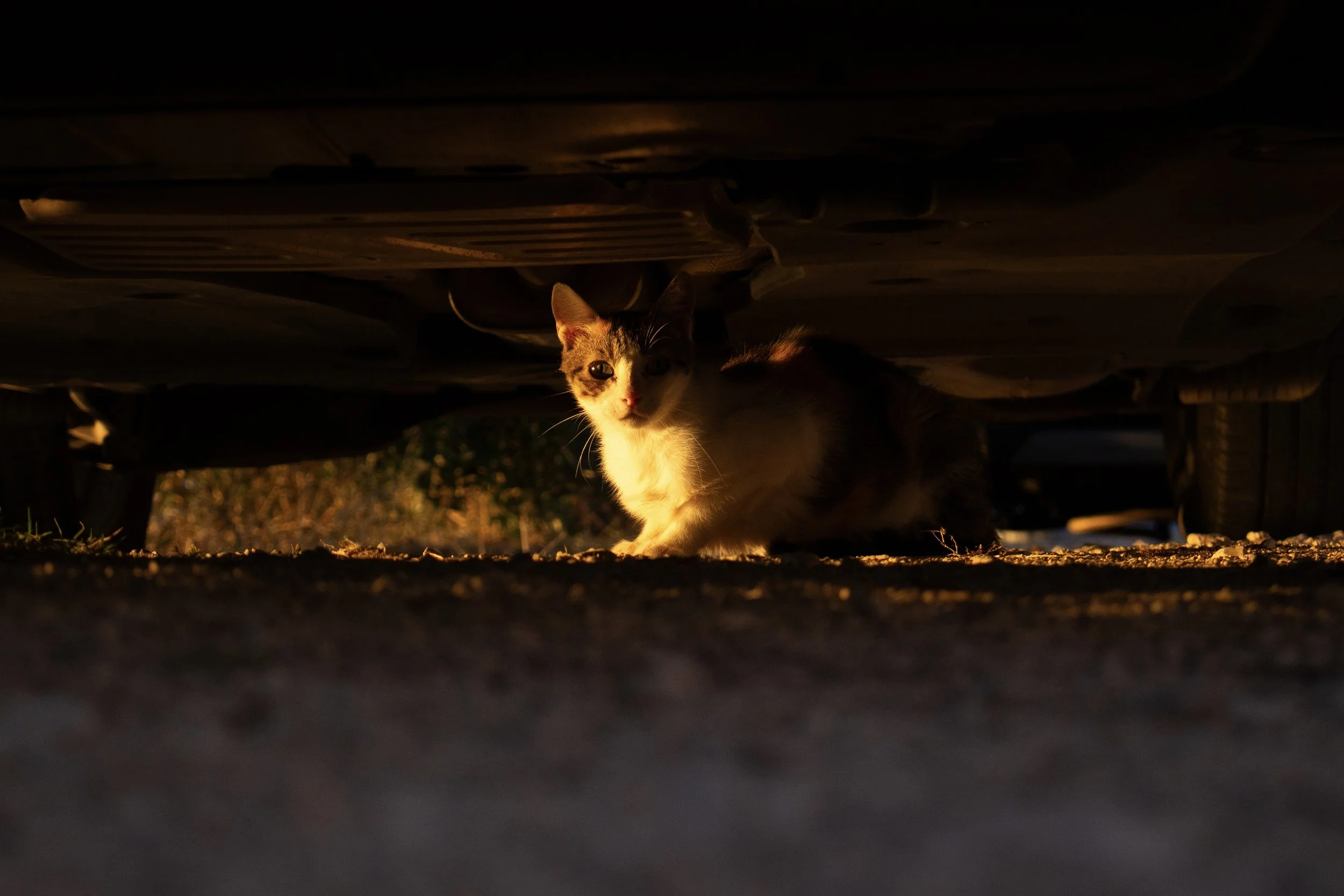 Eine Katze steht unter einem Auto bei Sonnenuntergang, im Schatten auf der Erde.