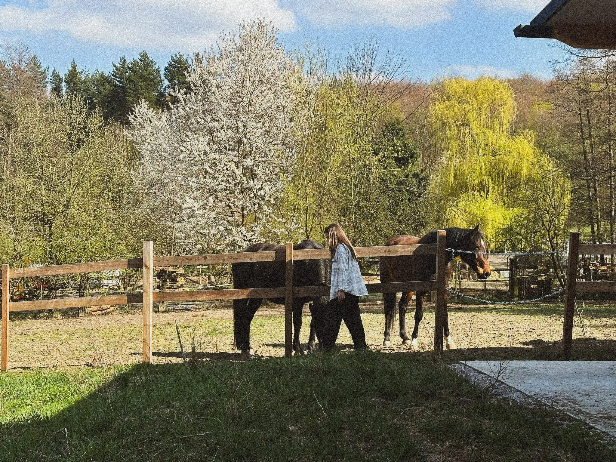 Ein Mädchen mit langen Haaren füttert Pferde in einem Pferdestall im Freien; im Hintergrund Bäume mit Frühlingsblüten und grüne Blätter bei schönem Wetter.