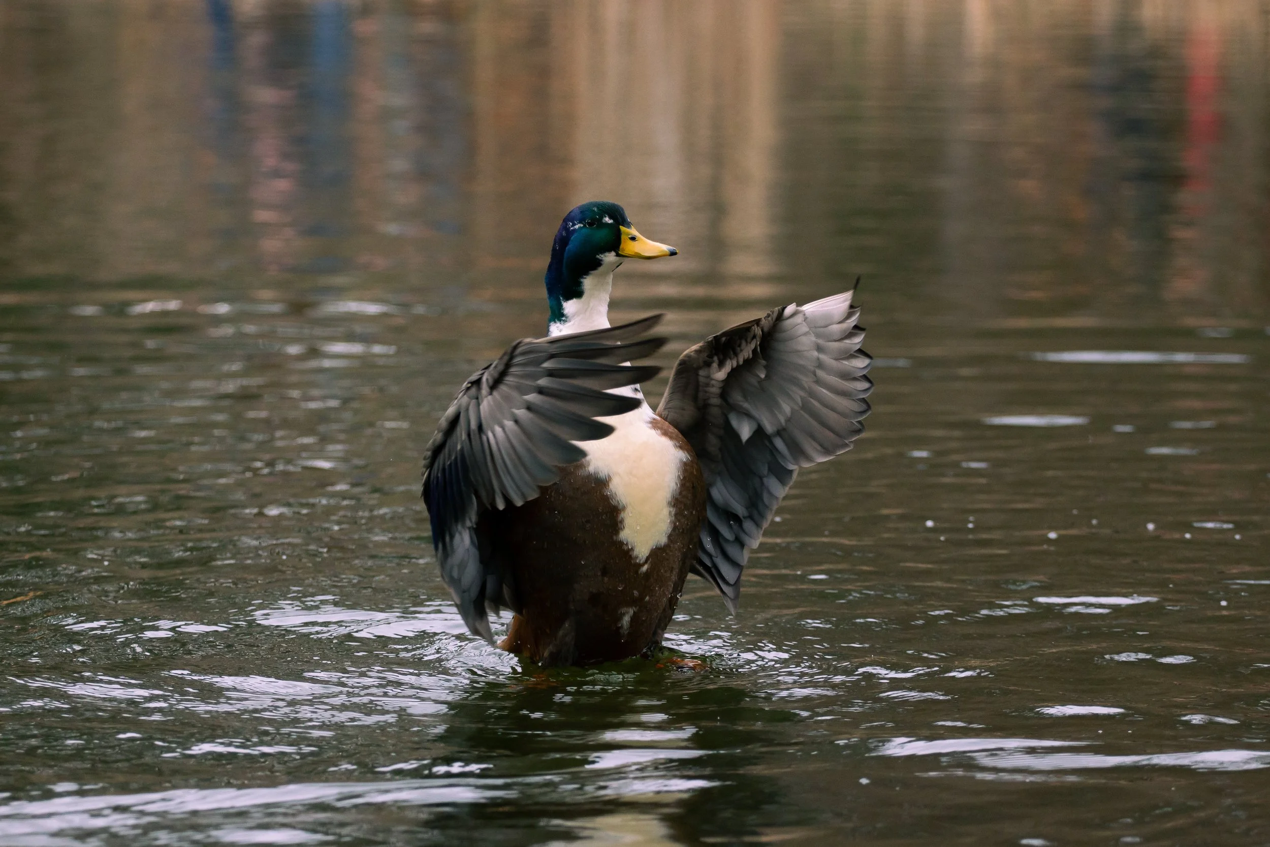 Ente auf Wasser mit ausgebreiteten Flügeln, im Hintergrund spiegelnde Wasserfläche.