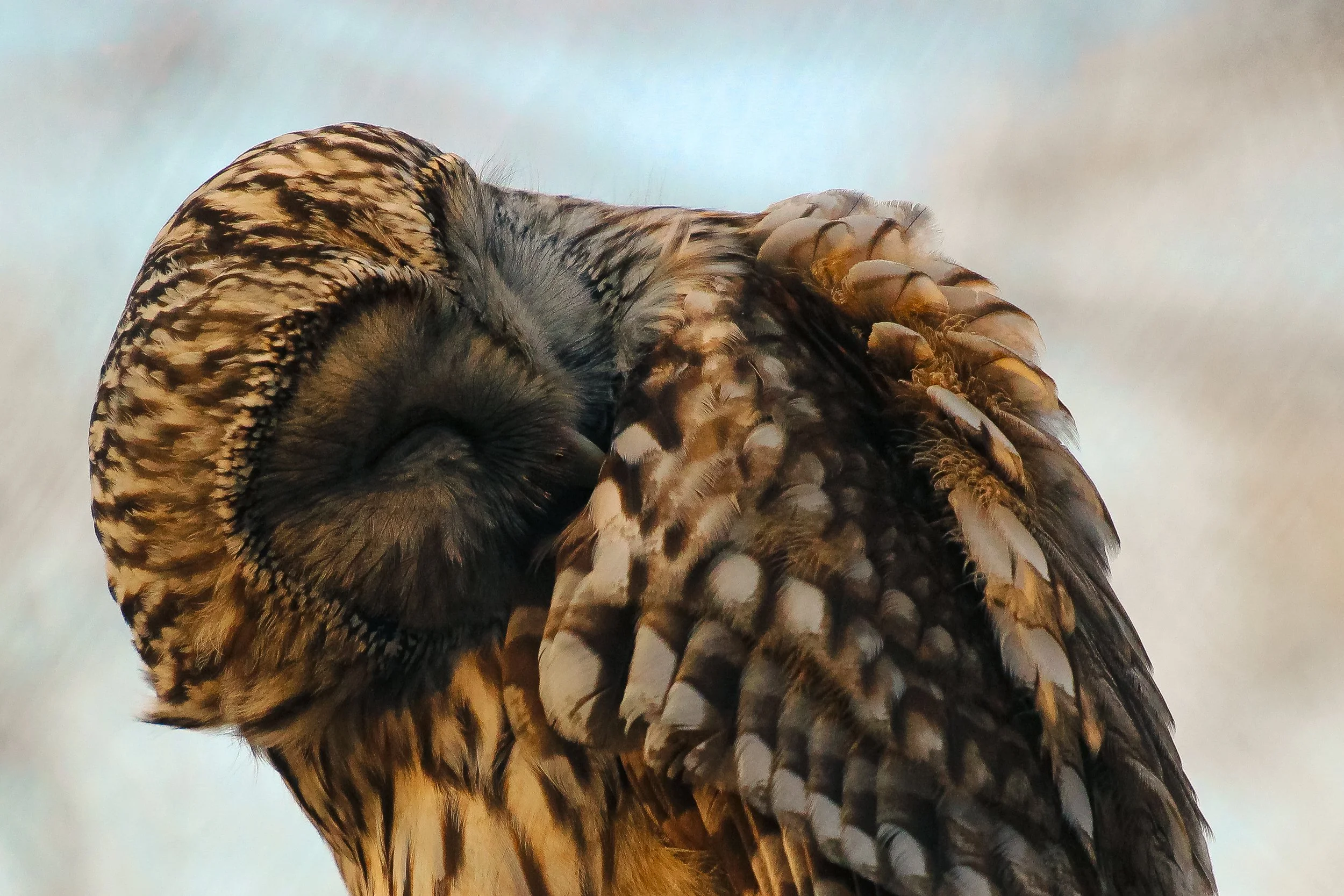 Nahaufnahme des Gefieders eines Eulenflügels, mit detaillierten Federn in Braun, Schwarz, und Weiß