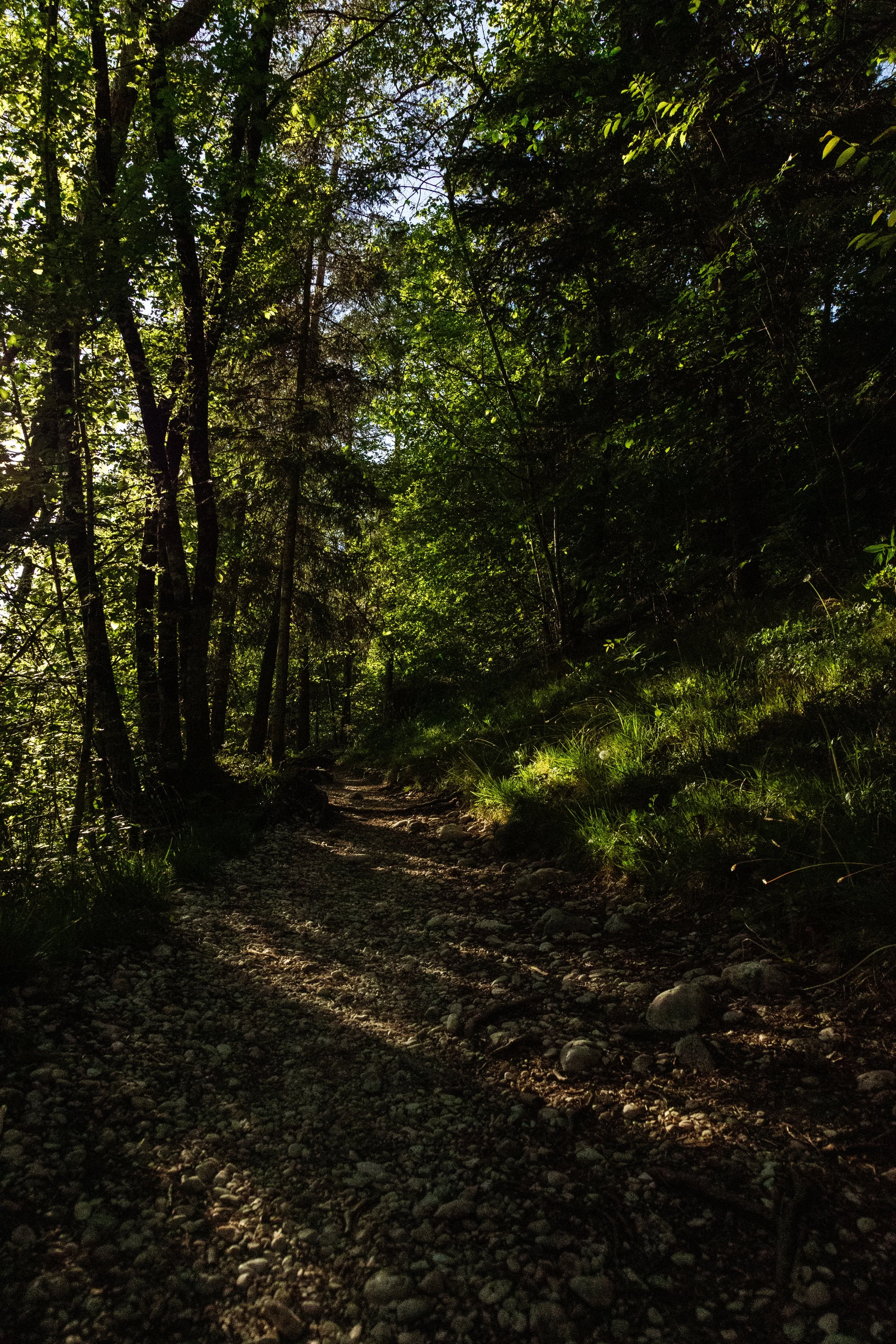 Ein schattiger Waldrand mit einem schmalen, unbefestigten Weg, umgeben von Bäumen und vertrockneten Gräsern, mit Licht, das durch die Baumkronen fällt.