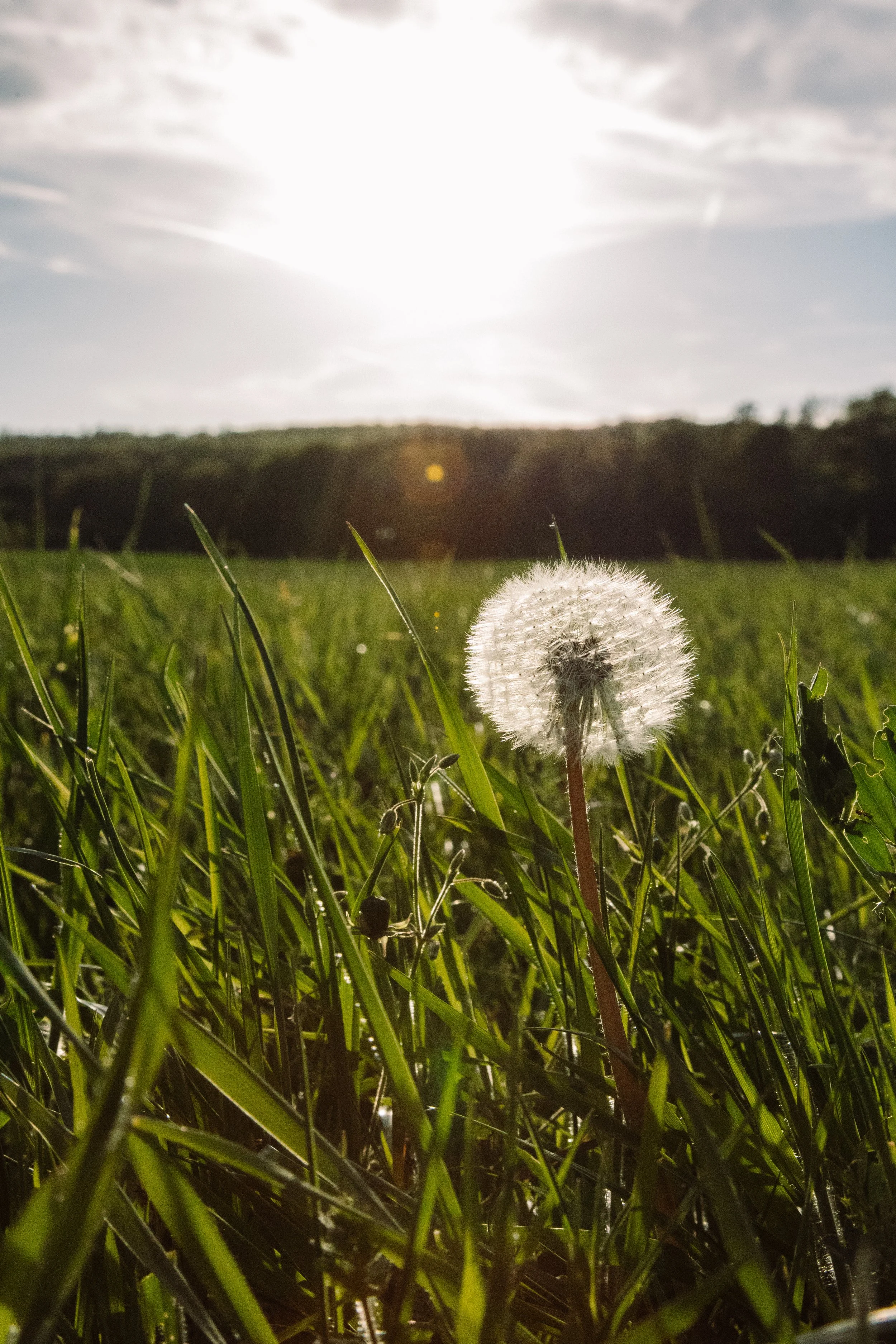 Dactylis vomitoria, im Vordergrund eine Pusteblume, im Hintergrund die Sonne und Wolken am Himmel, auf einer grünen Wiese.
