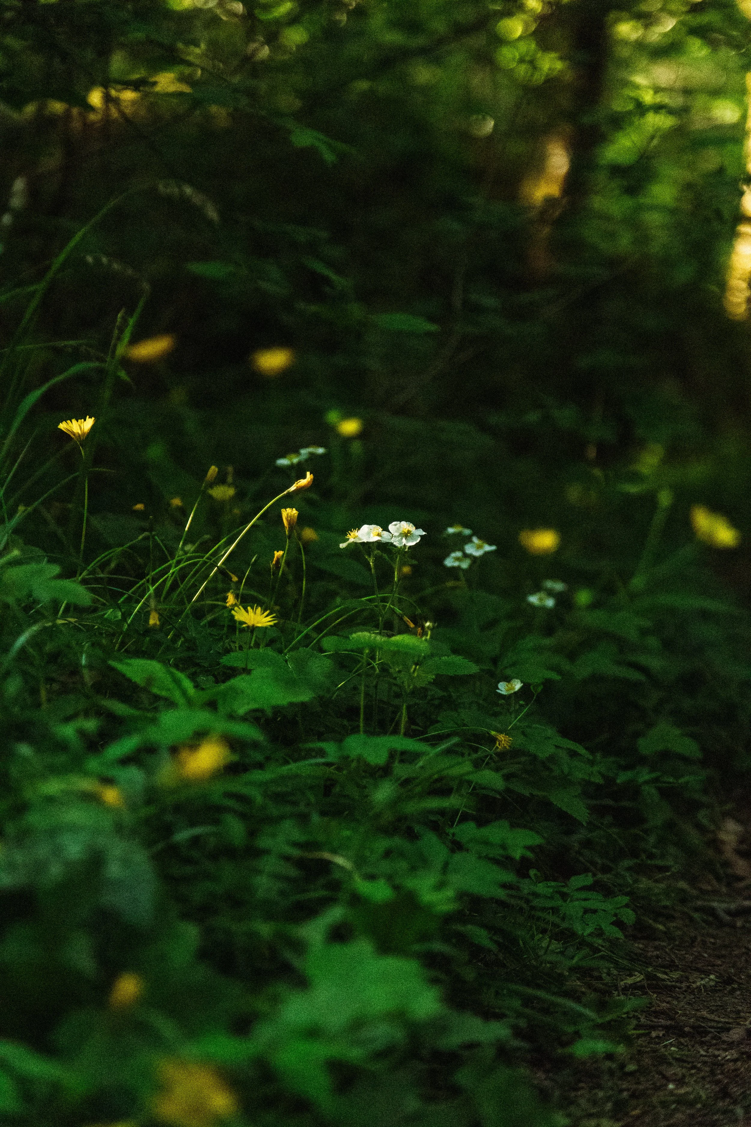Dunkler Wald mit kleinen weißen und gelben Blumen im Vordergrund.