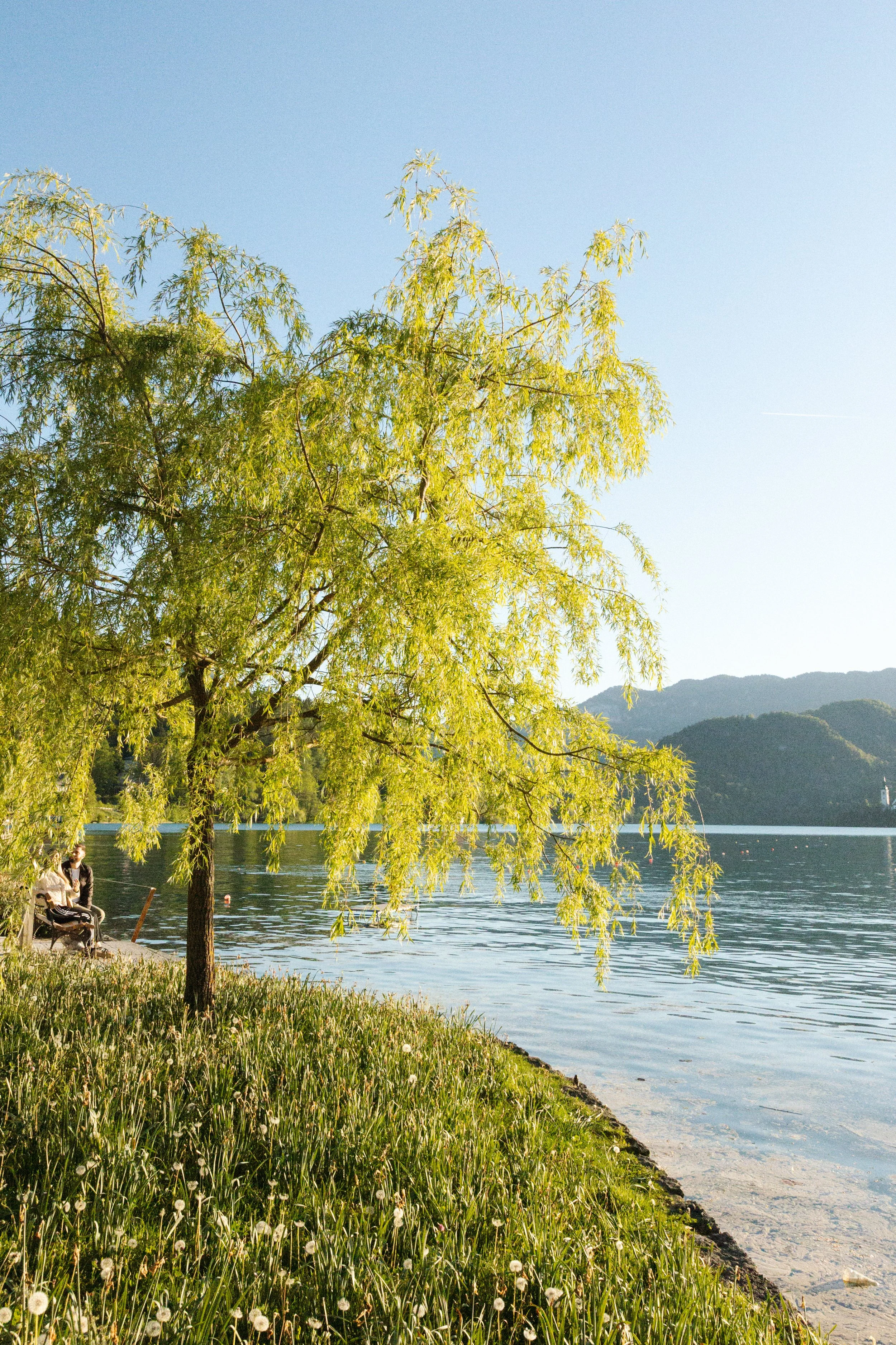Ein Baum mit grünen Blättern am Ufer eines Sees, im Hintergrund Berge und ein klarer blauer Himmel.
