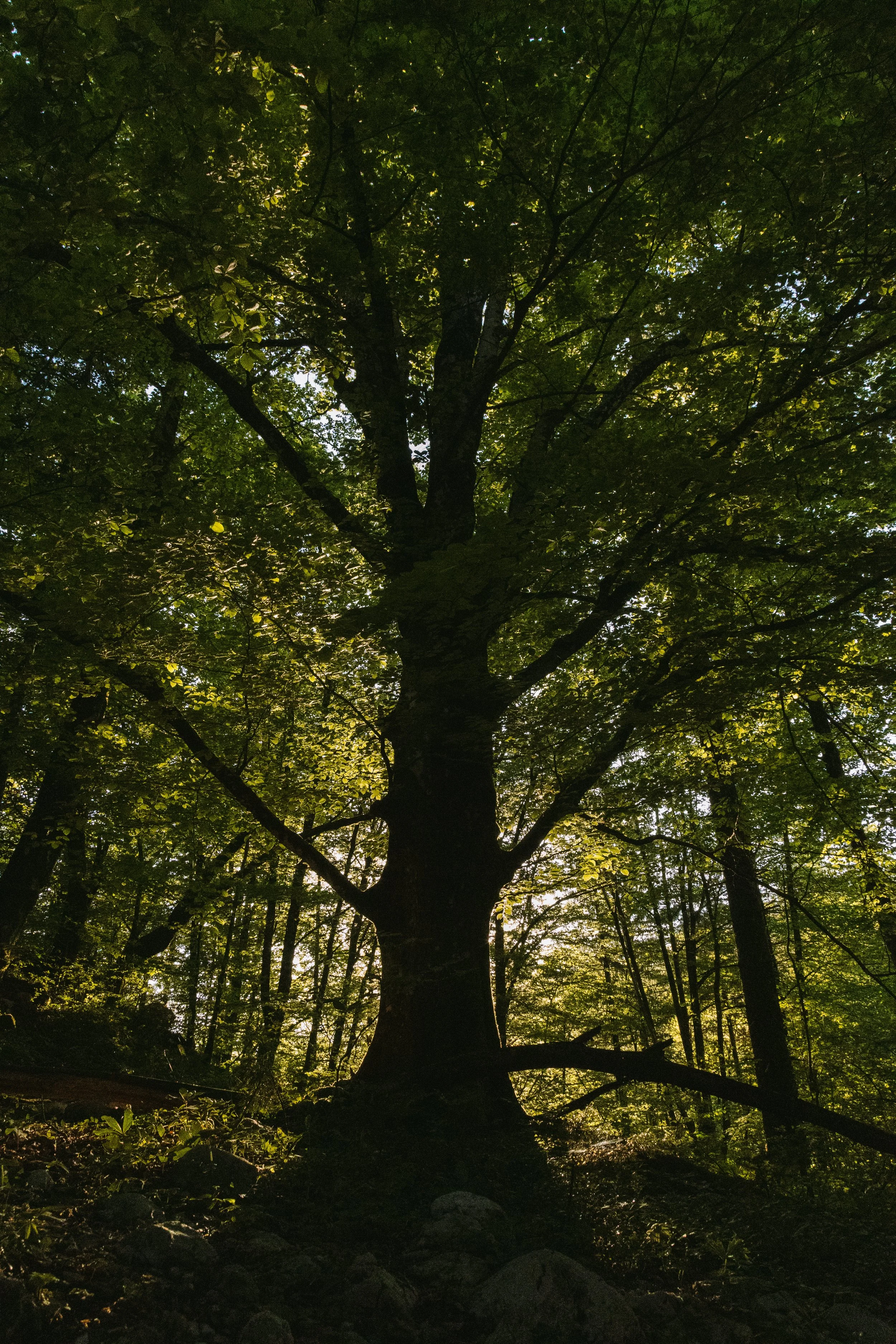 Ein großer Baum in einem dunklen Wald, mit Sonnenlicht, das durch die Blätter scheint.