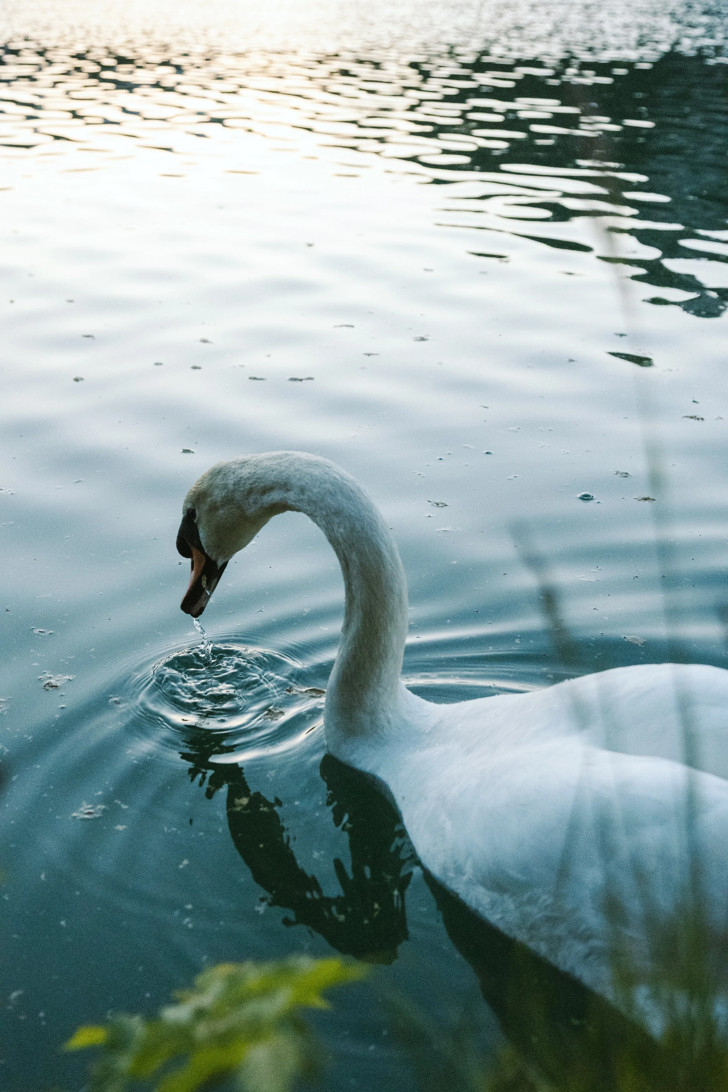 Ein Schwan schwimmt auf einem ruhigen Gewässer bei Sonnenuntergang, mit reflektierendem Wasser und sanften Wellen.