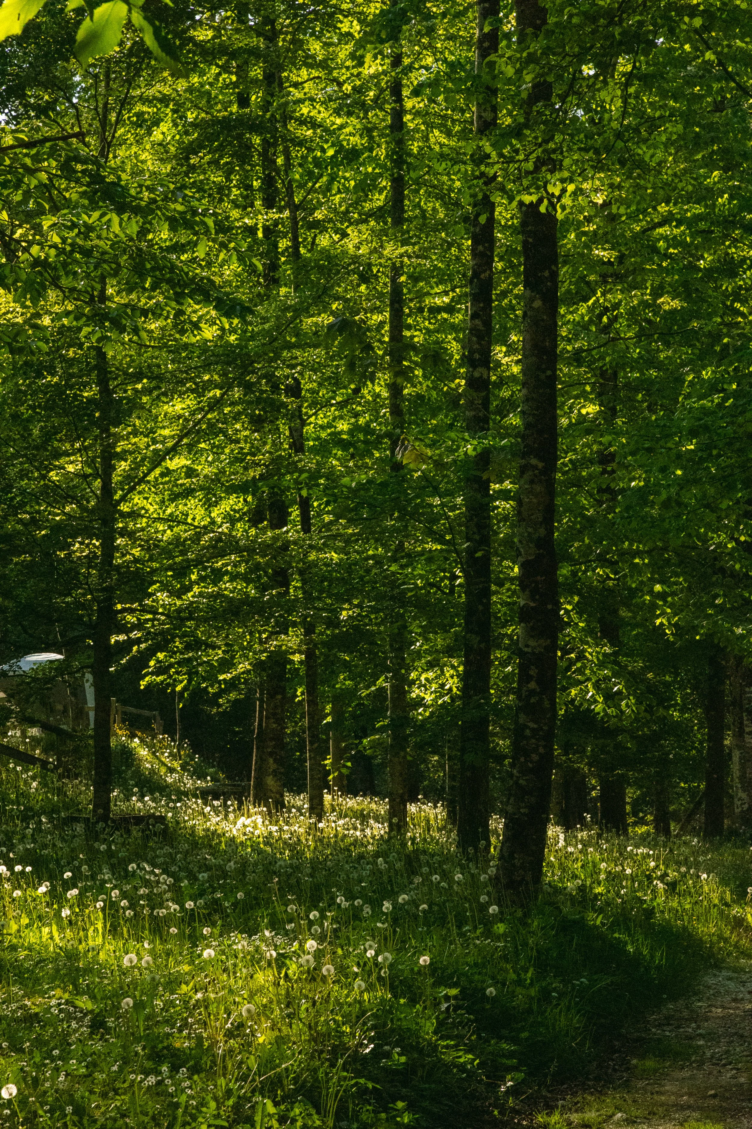 Ein Wald mit hohen Bäumen und viel Grün, im Hintergrund ist das Sonnenlicht sichtbar, das durch die Blätter scheint, und am Boden befinden sich viele weiße Pusteblumen.