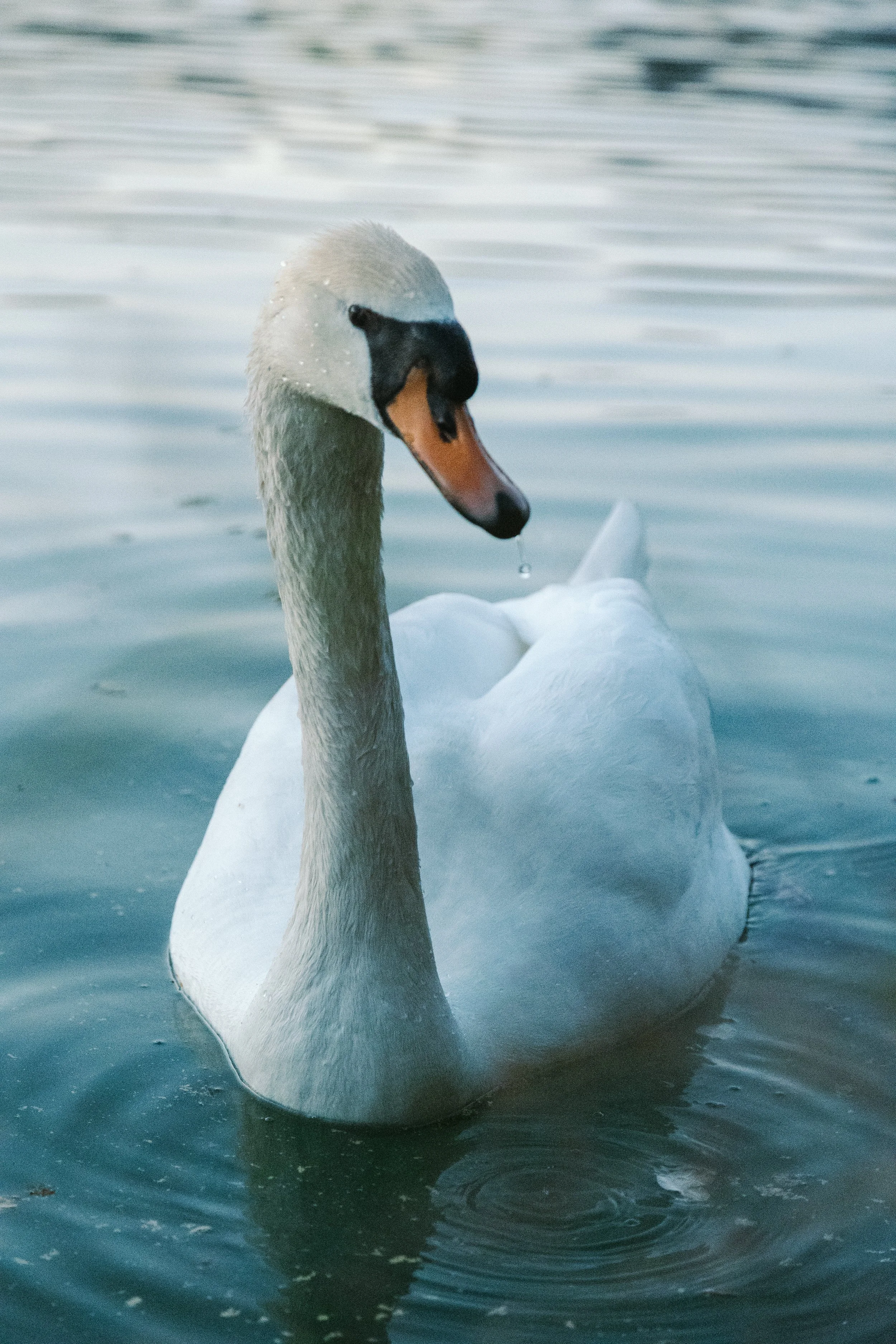 Ein Schwan schwimmt auf ruhigem Gewässer, mit Wassertröpfchen auf seinem Kopf und einer Wasserperle an seiner Schnabelspitze.