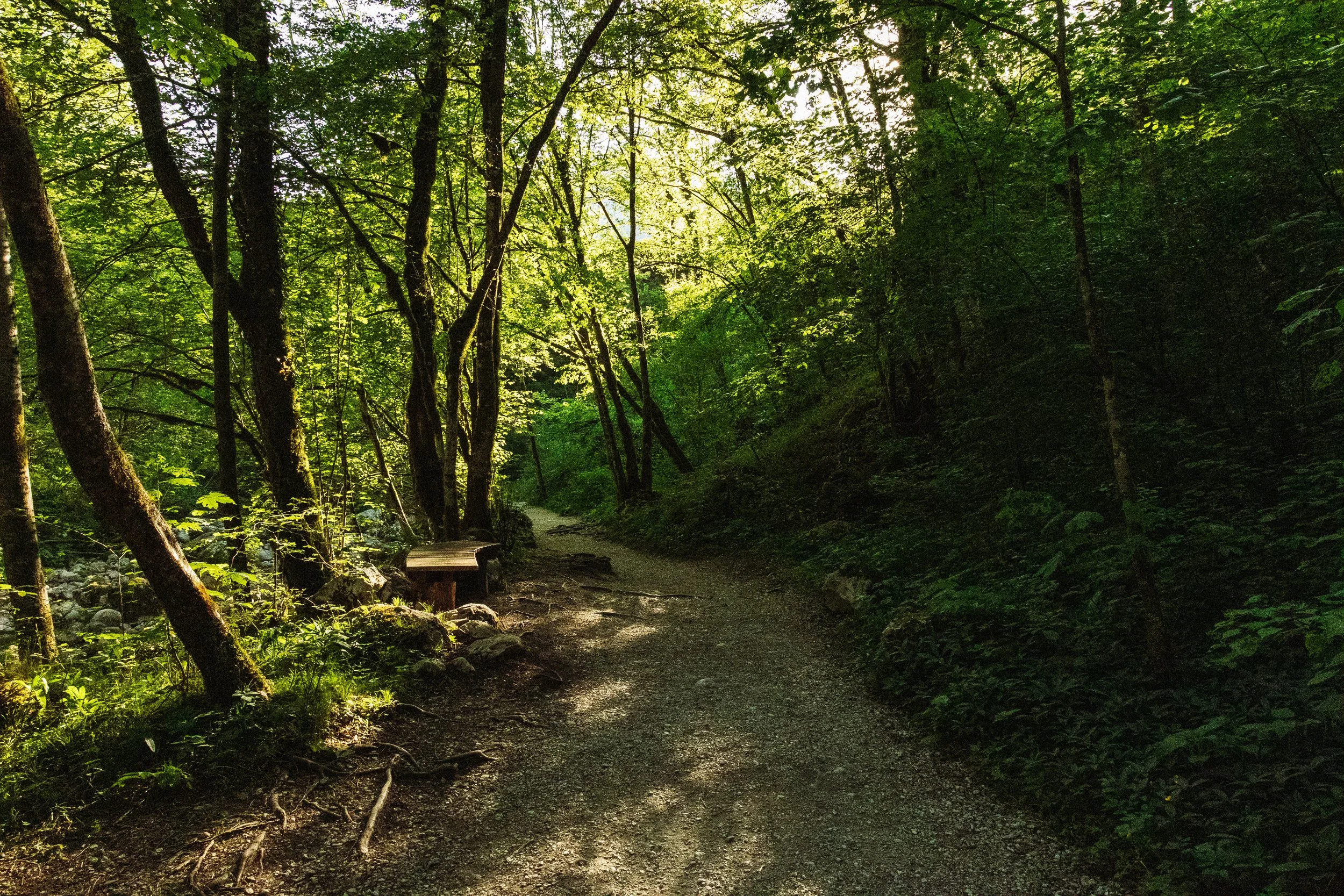 Ein Waldweg mit Bänken auf der linken Seite, umgeben von grünen Bäumen und Pflanzen, bei Tageslicht.