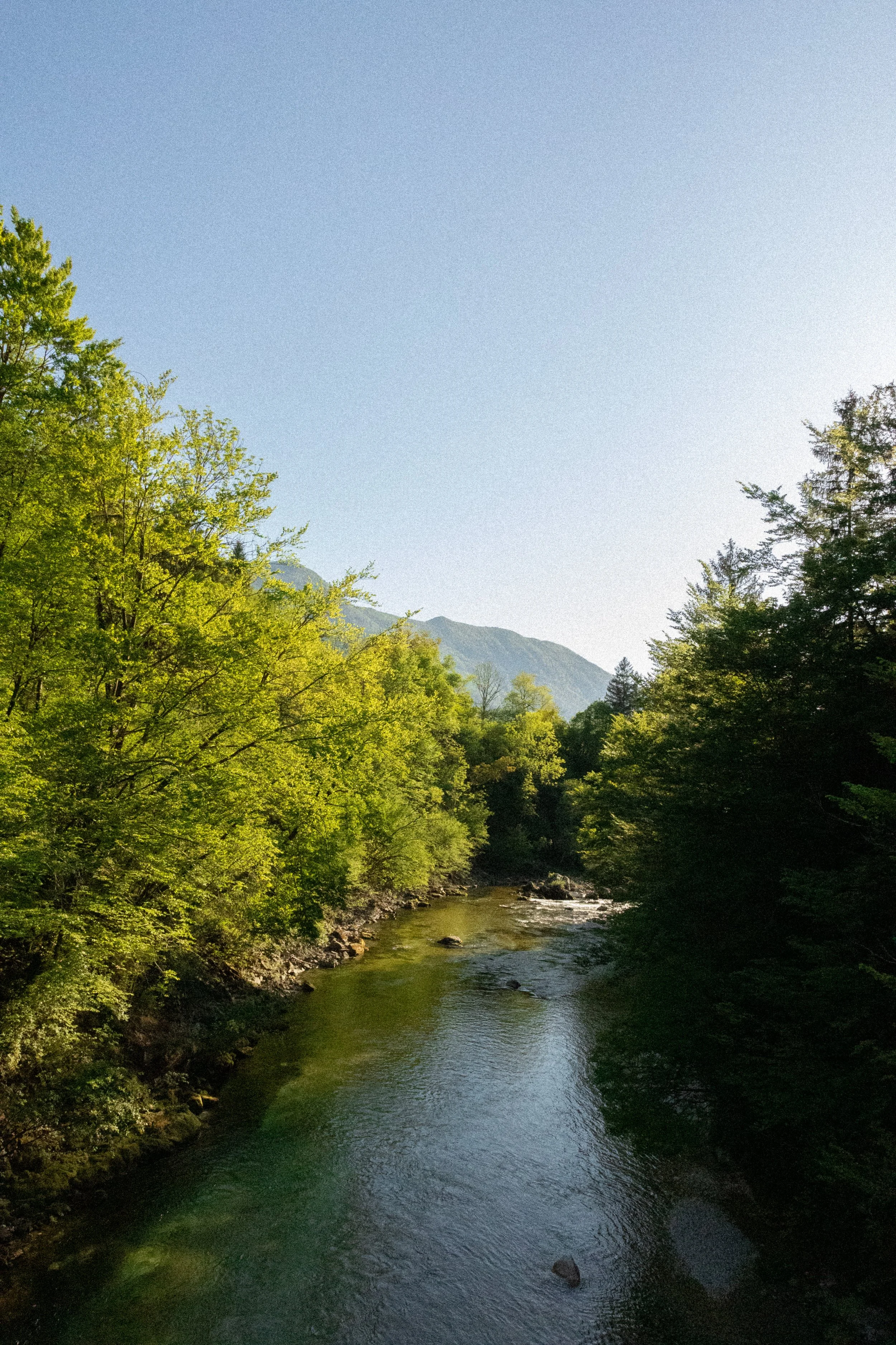 Ein Fluss fließt durch eine grüne Waldlandschaft mit Bäumen auf beiden Seiten, im Hintergrund sind Berge und ein klarer blauer Himmel.