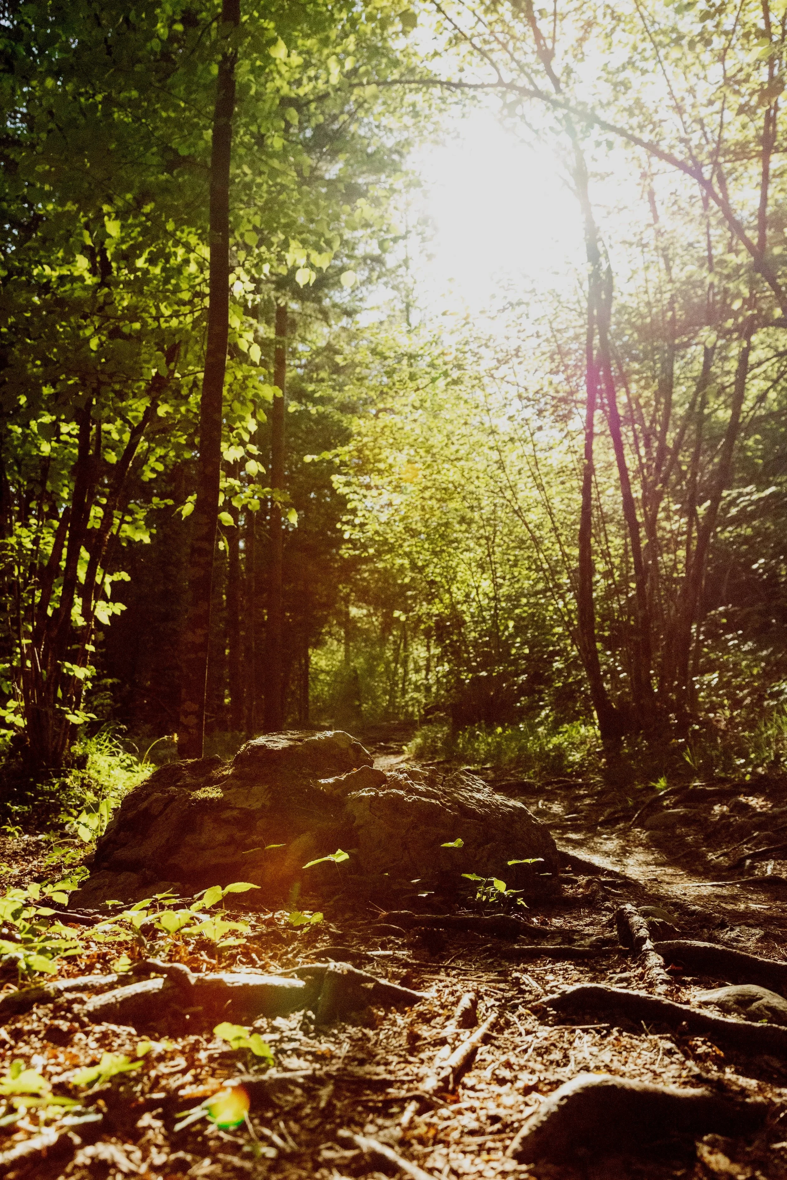 Ein sonniger Waldweg mit großen Steinen und grünen Bäumen, Sonnenlicht strahlt durch die Blätter.