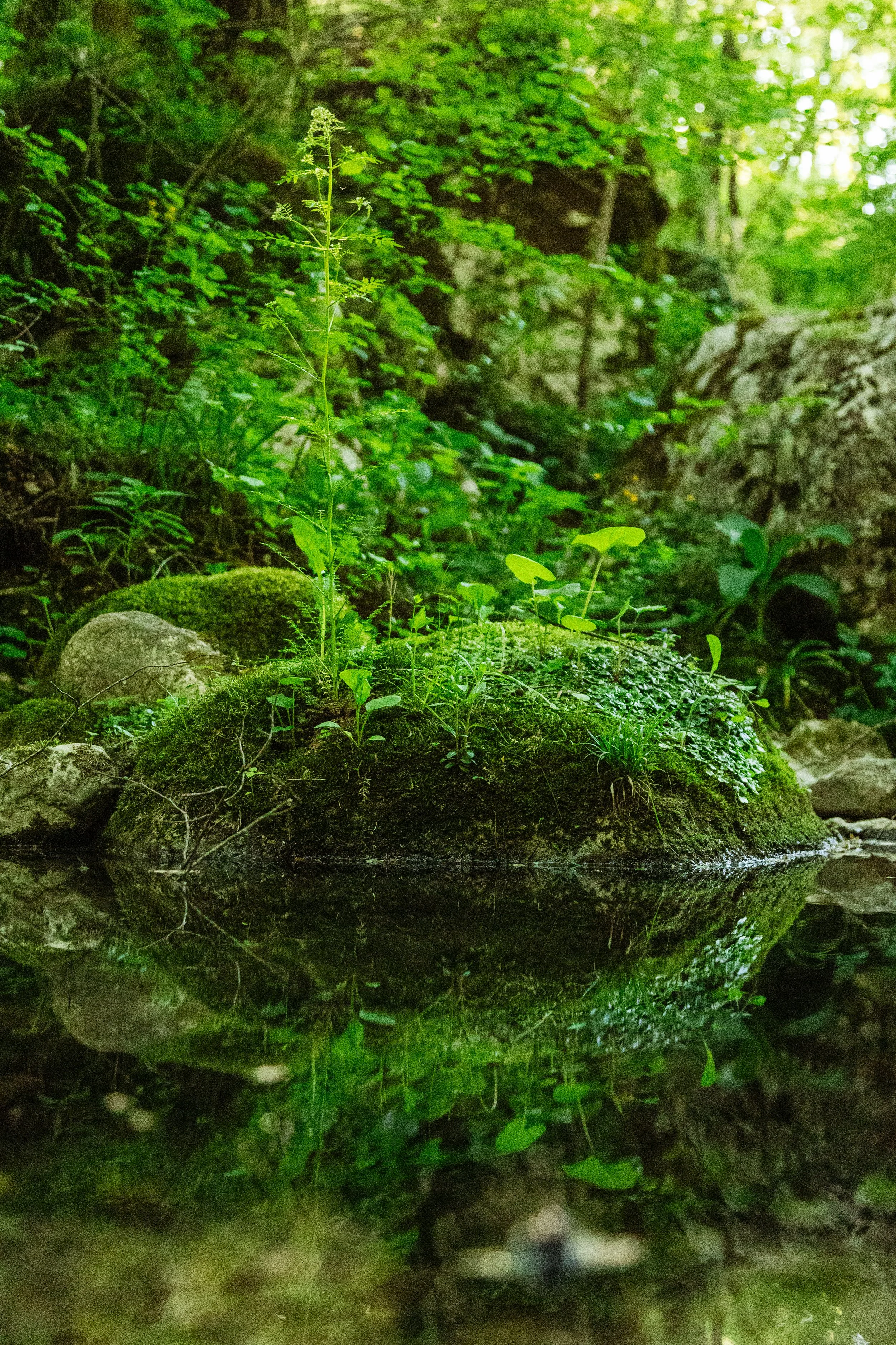 Ein grüner Wald mit Pflanzen und einem kleinen Wasserlauf mit Spiegelung der Pflanzen im Wasser.