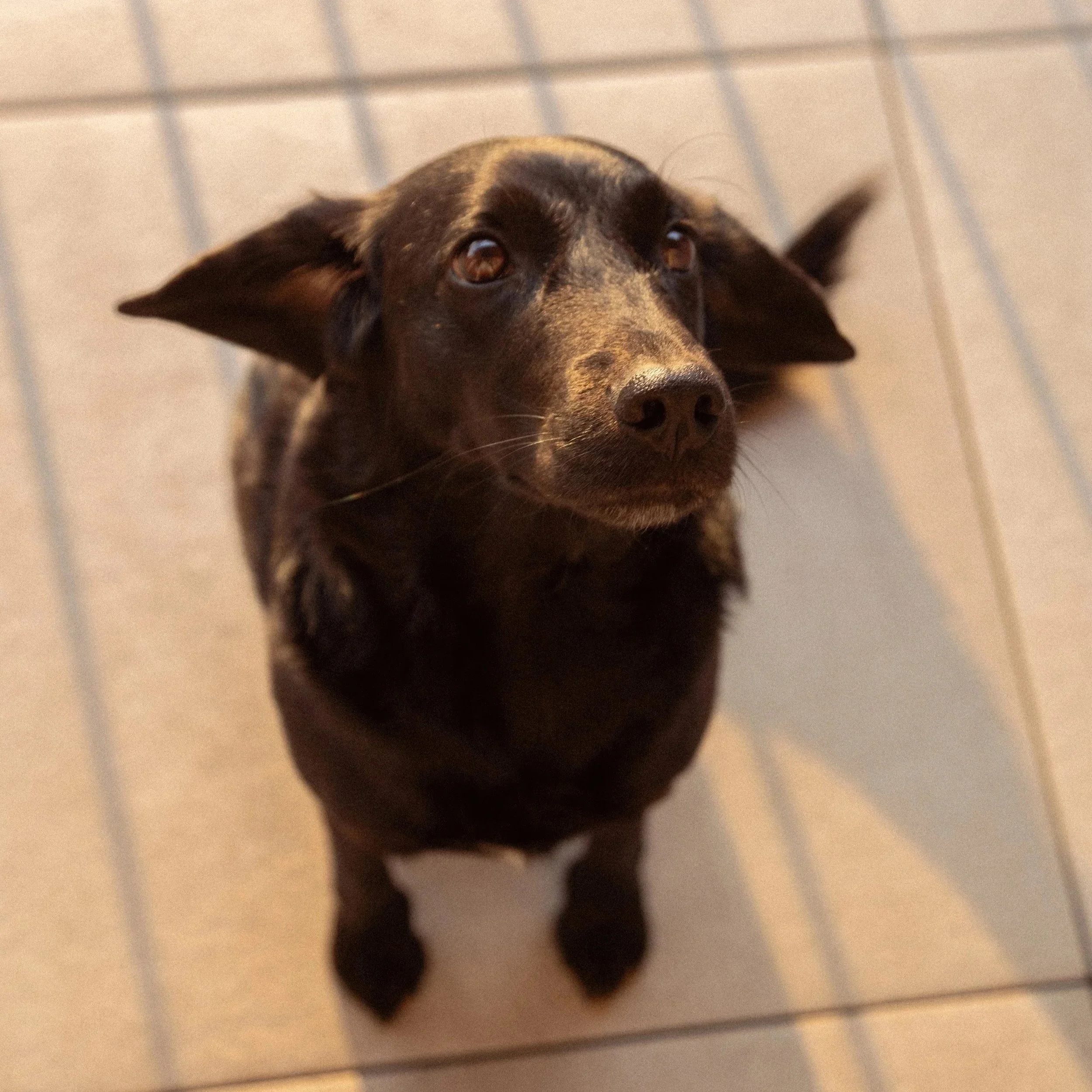 Nahaufnahme eines schwarzen Hundes mit braunen Augen, der auf einem Boden mit Fliesen liegt.