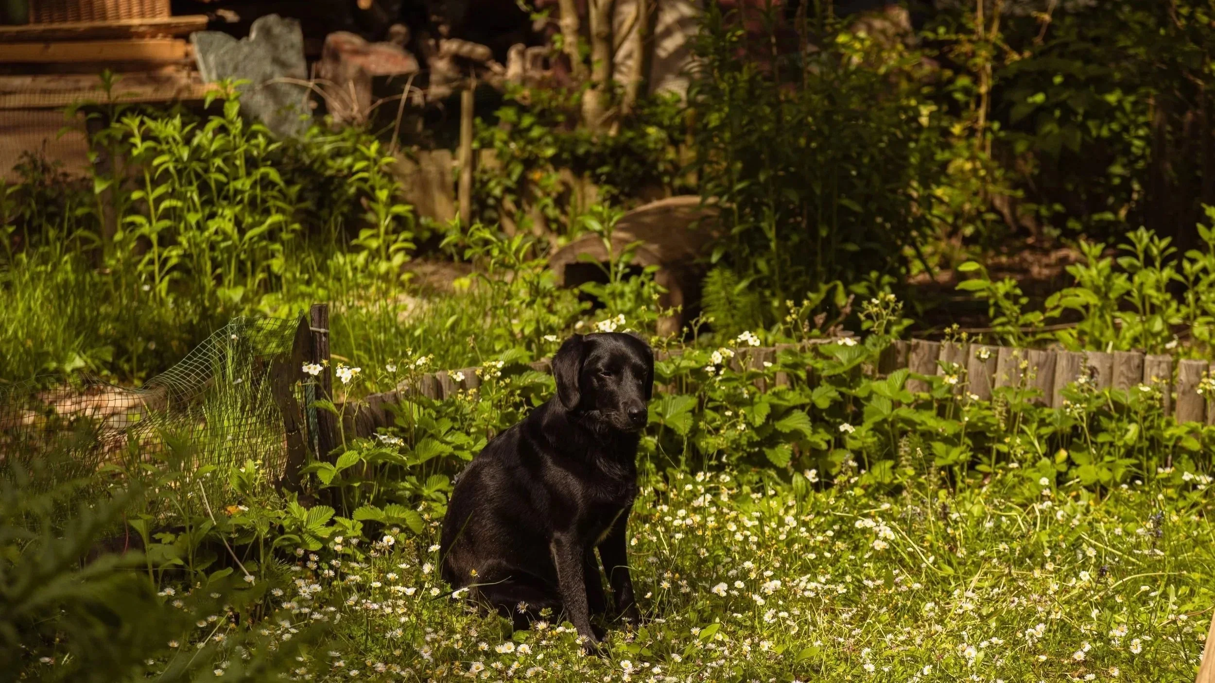 Schwarzer Hund im Garten mit weißen Blumen, viele grüne Pflanzen, Holzhecke und Gartenmöbel im Hintergrund.