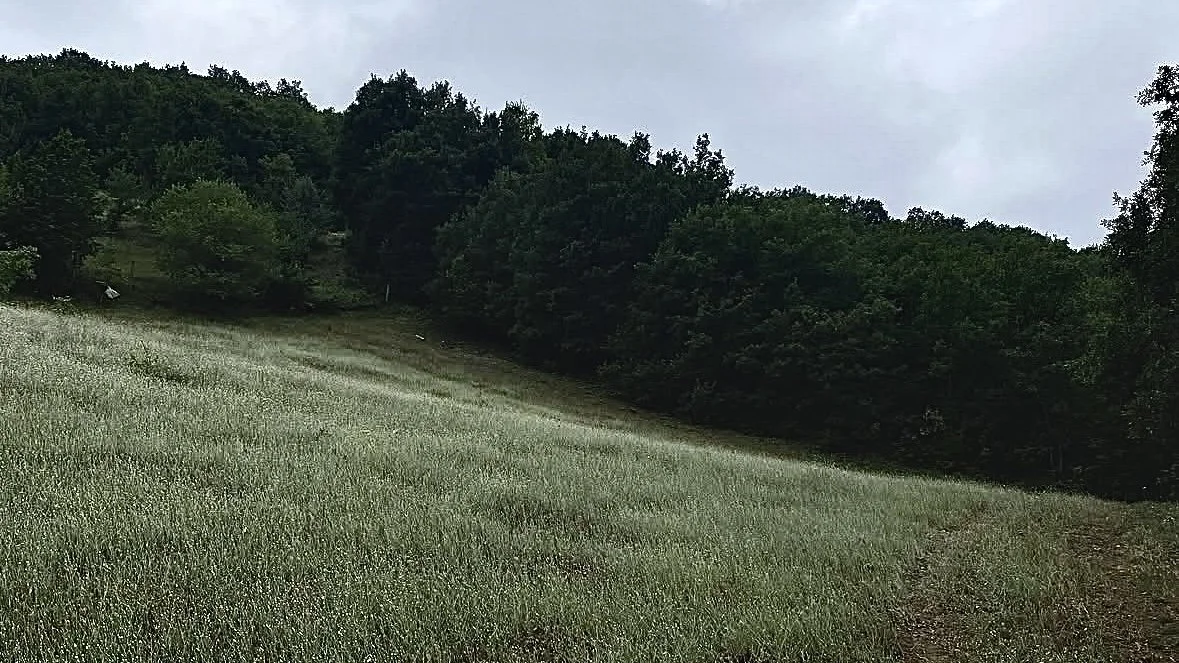 image00003.jpeg