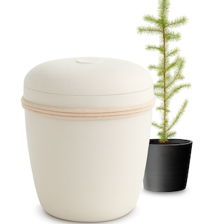 Aava & Muistopuu 397 €