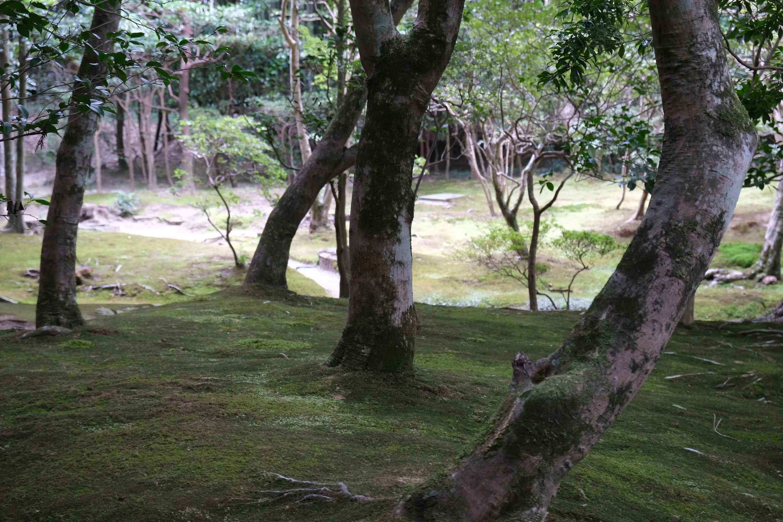 Moss