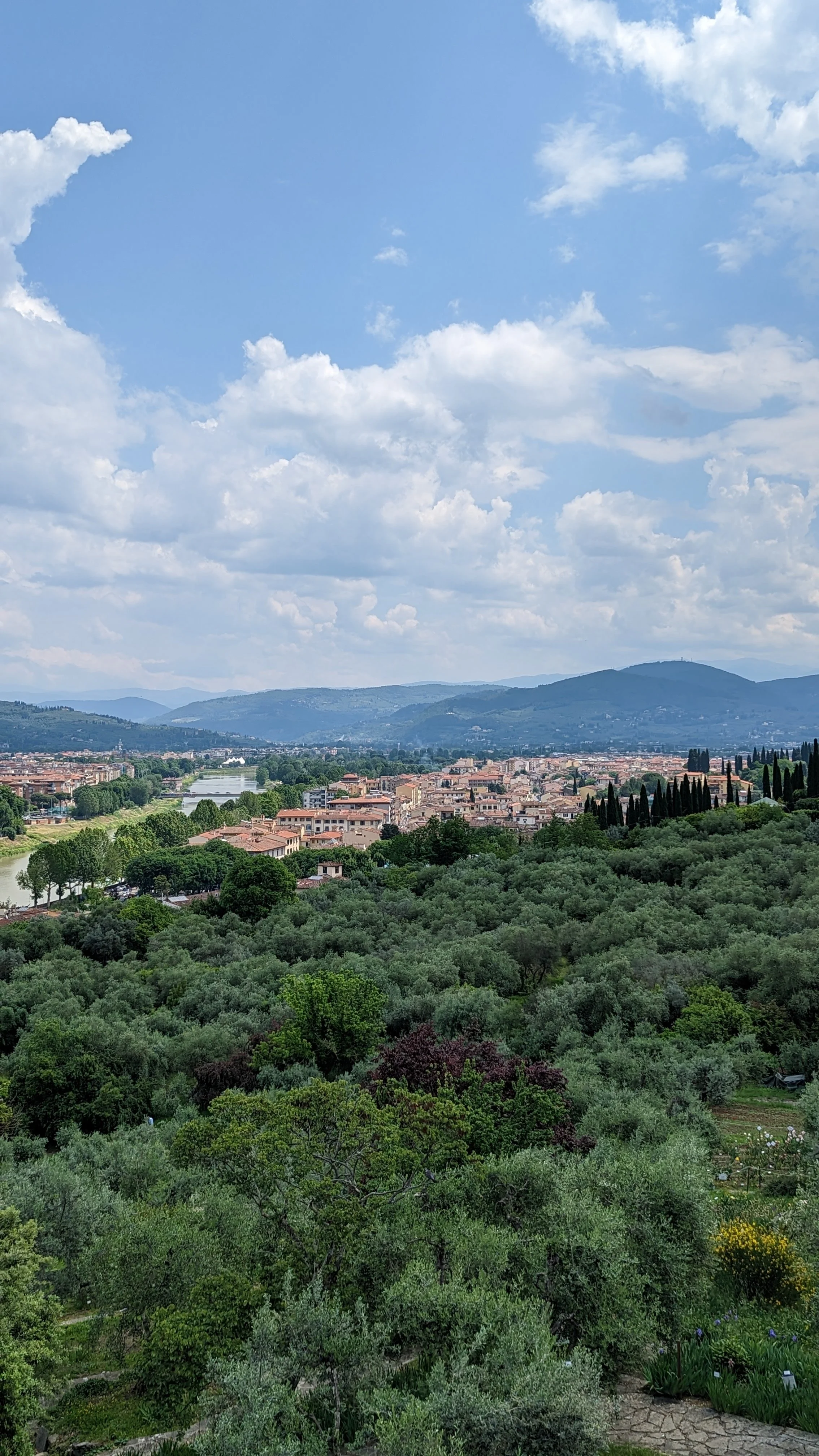 Olives in Florence
