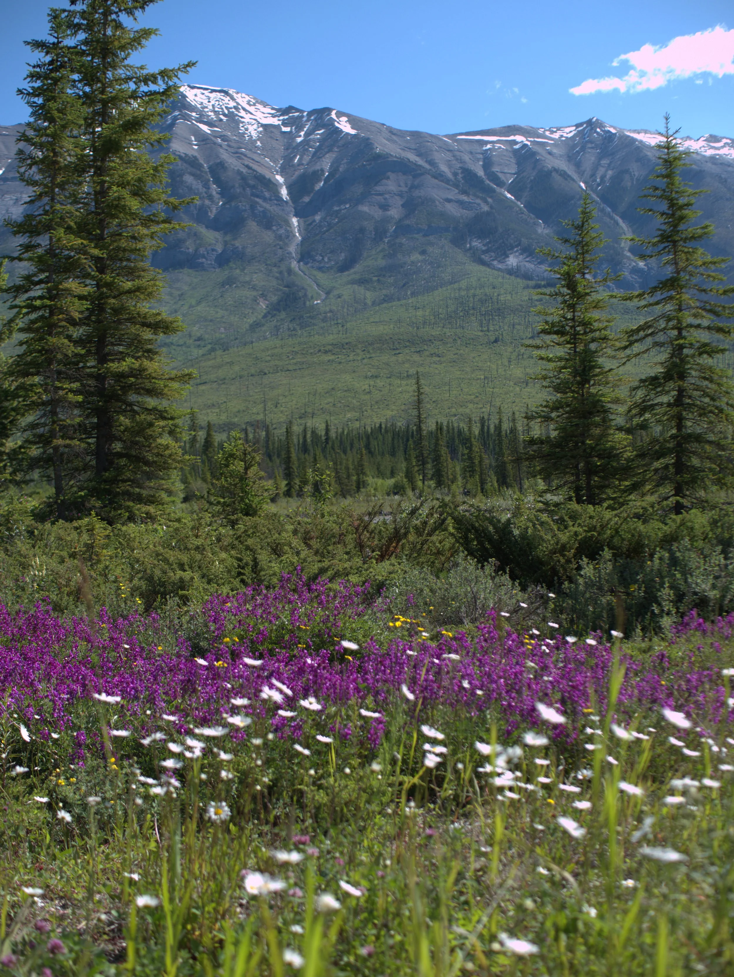 Wildflowers
