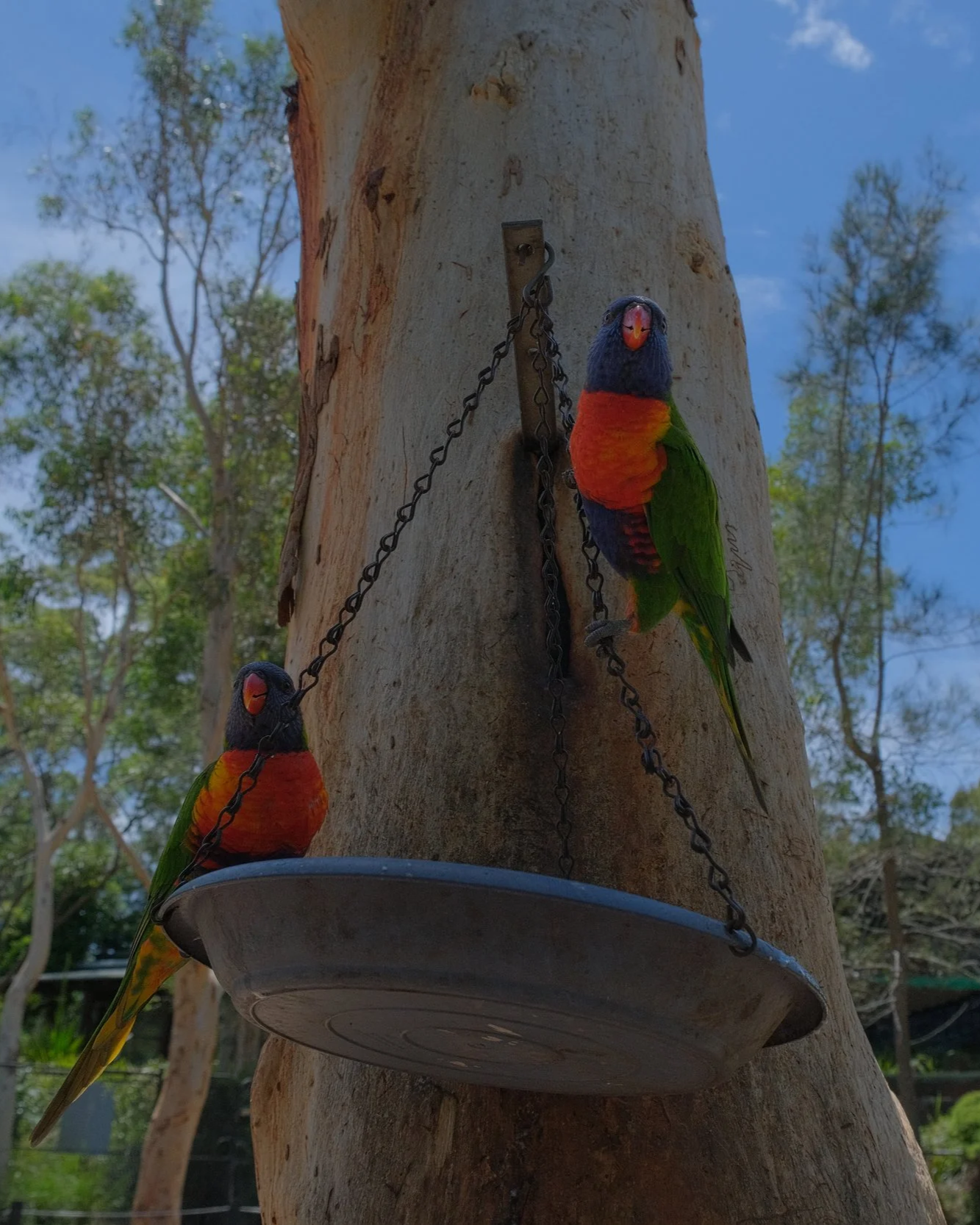 2 Parrots