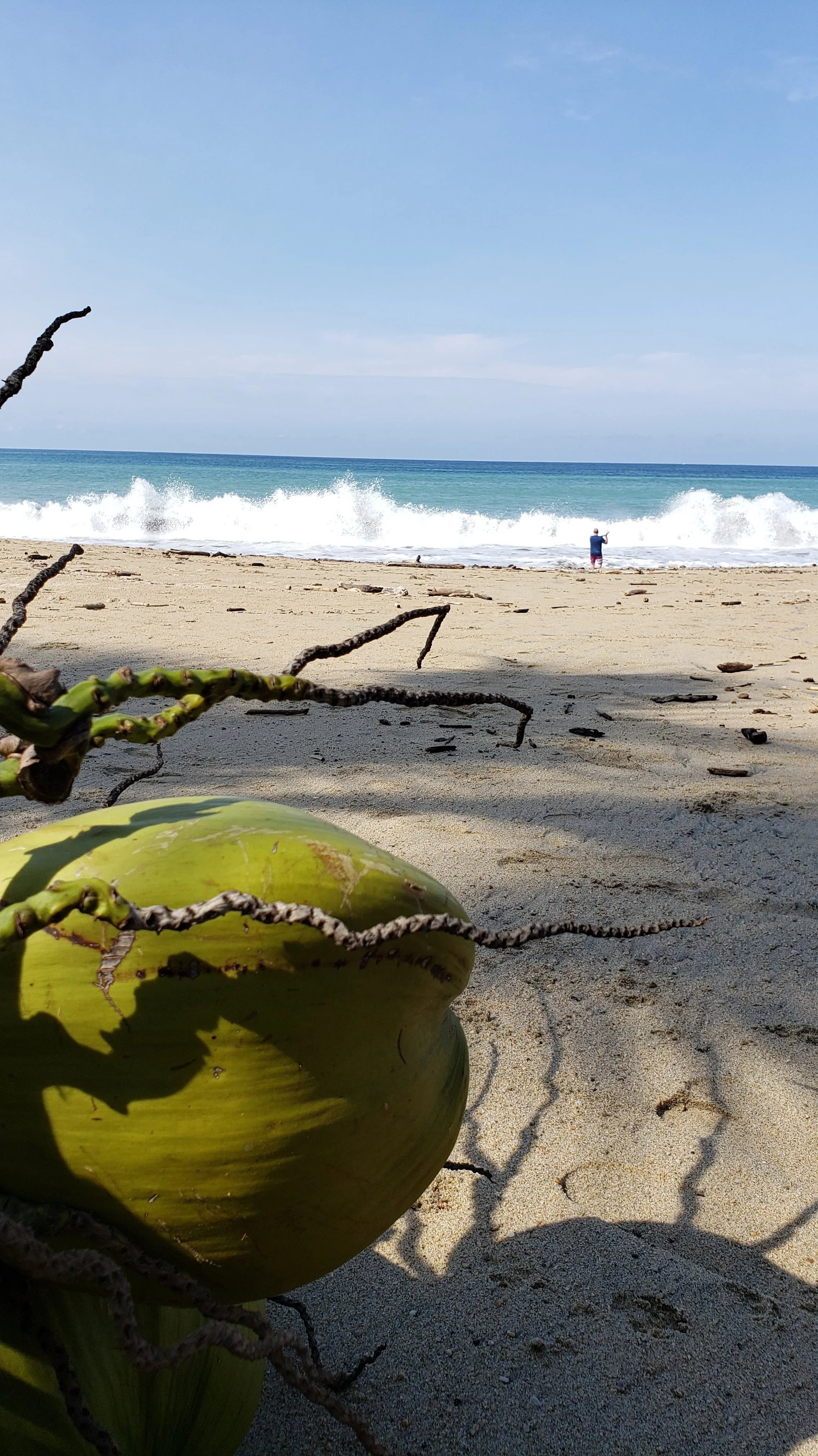 coconuts