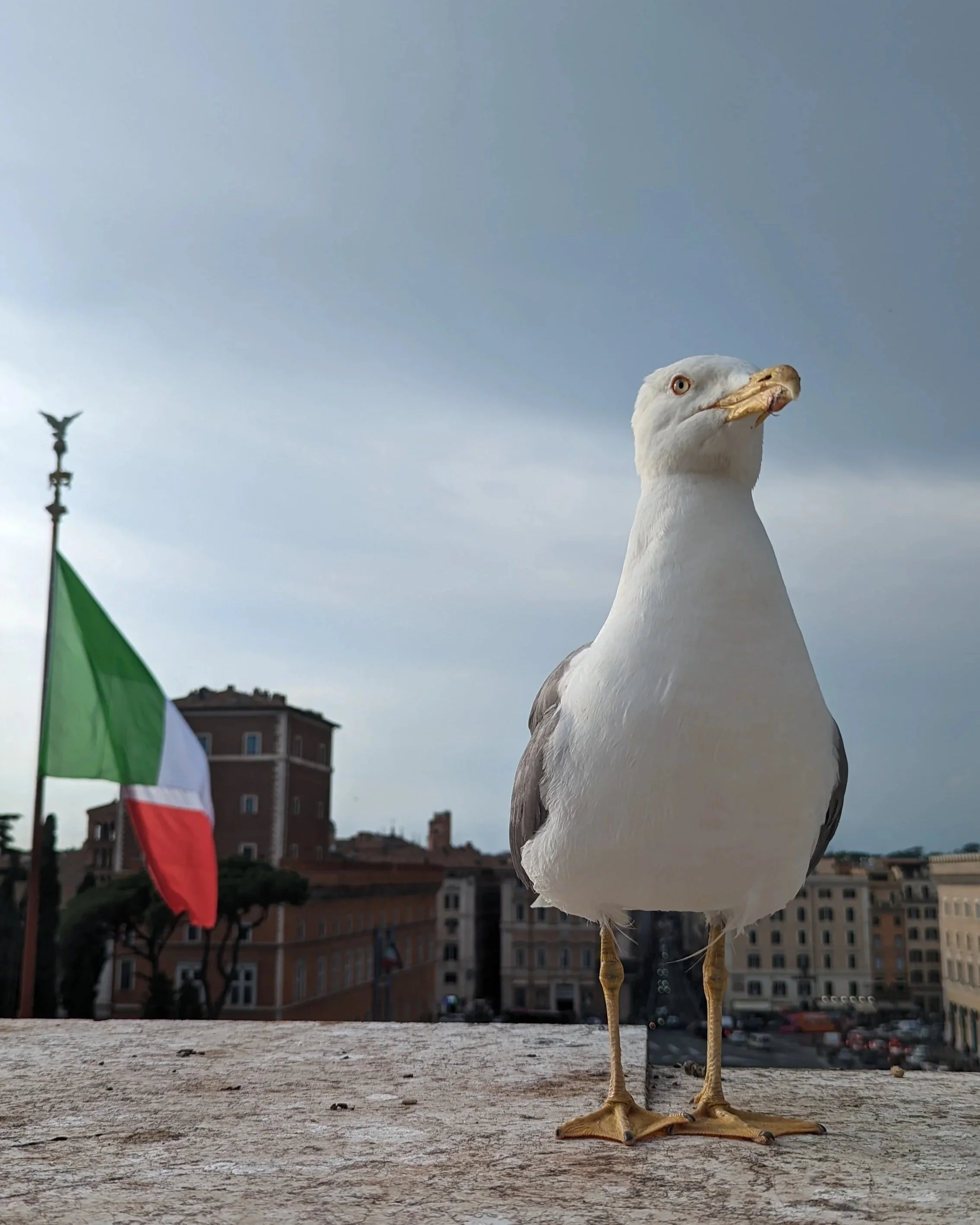 Patriotic seagull