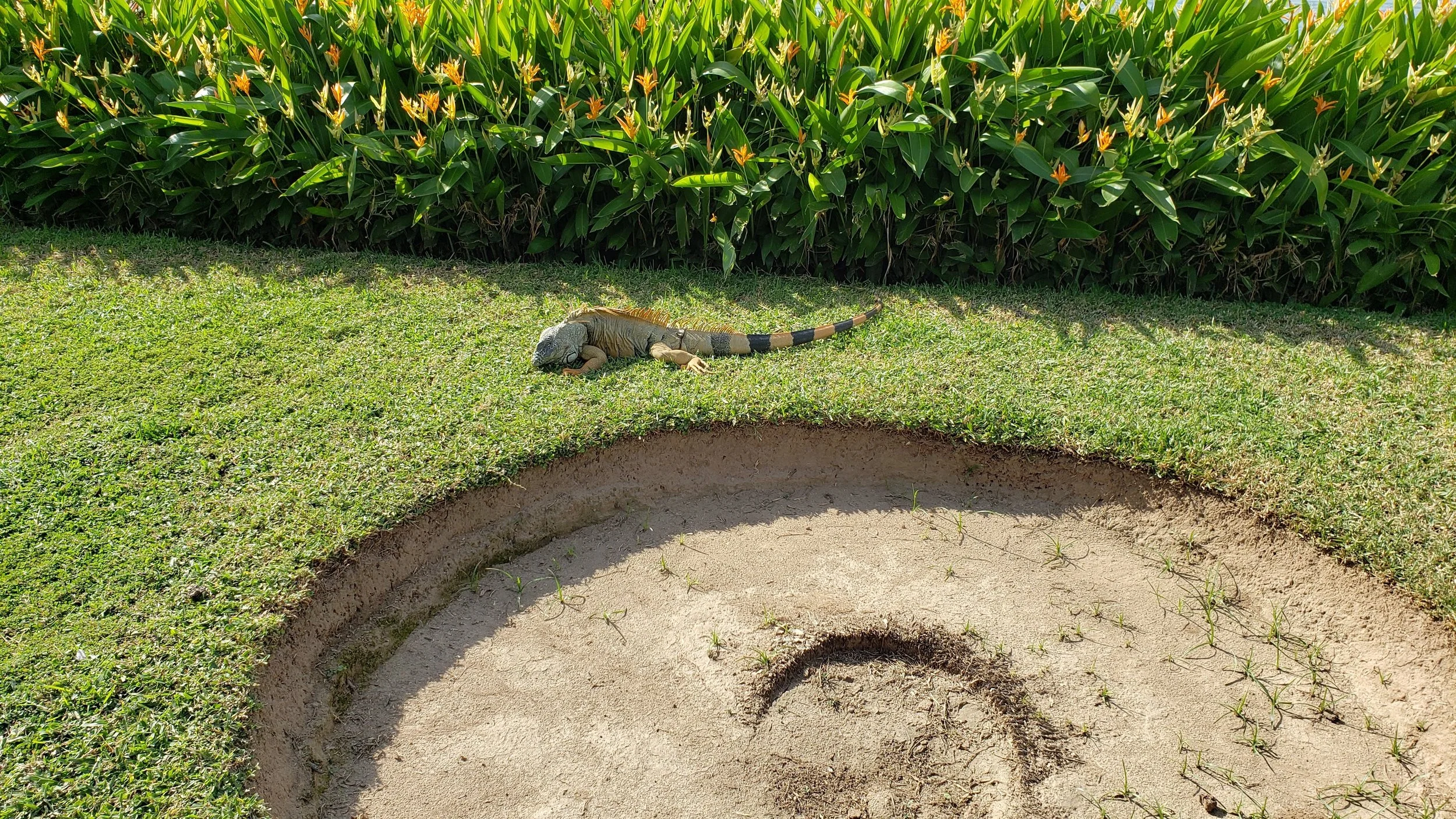 little dinosaur