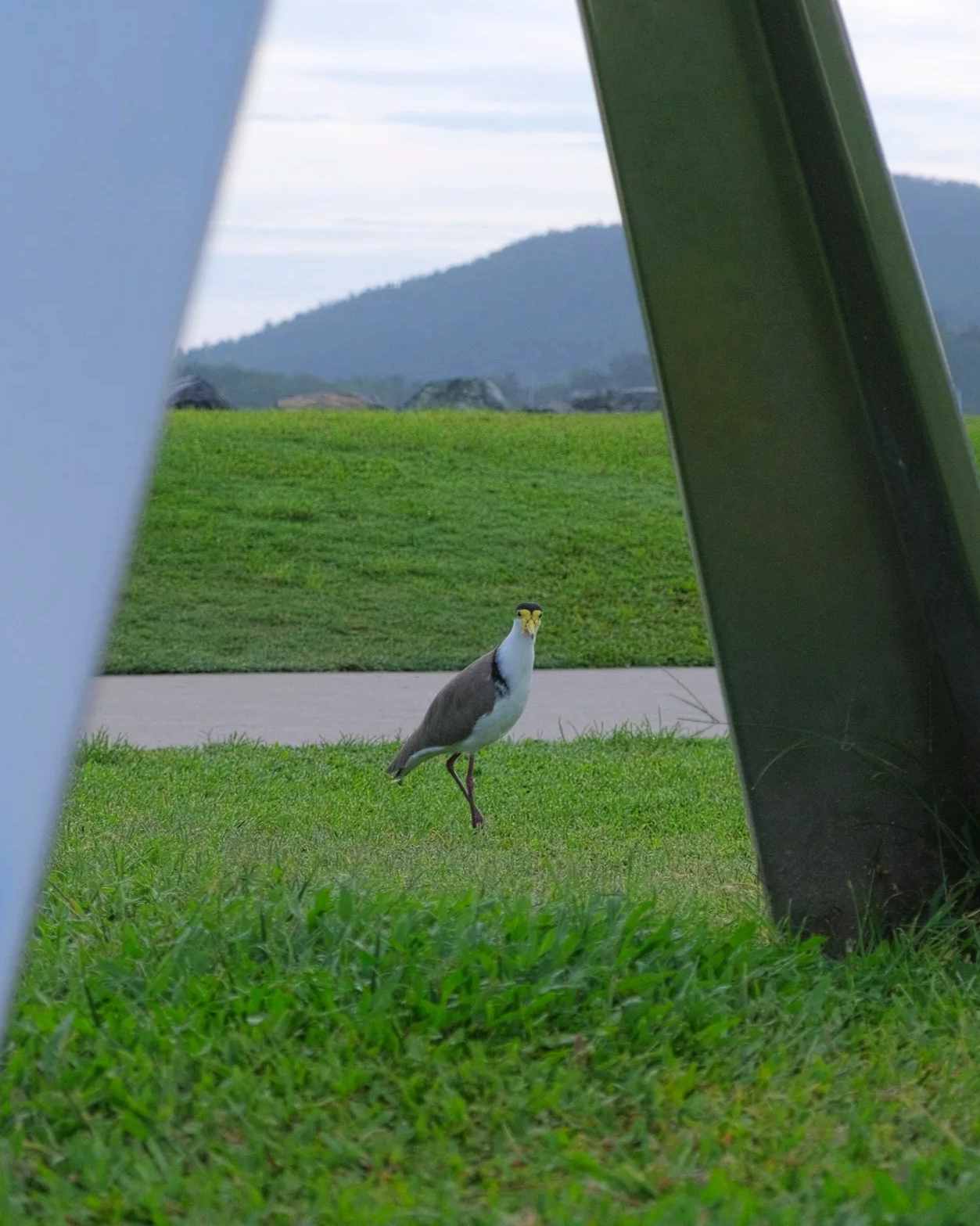 A True Aussie