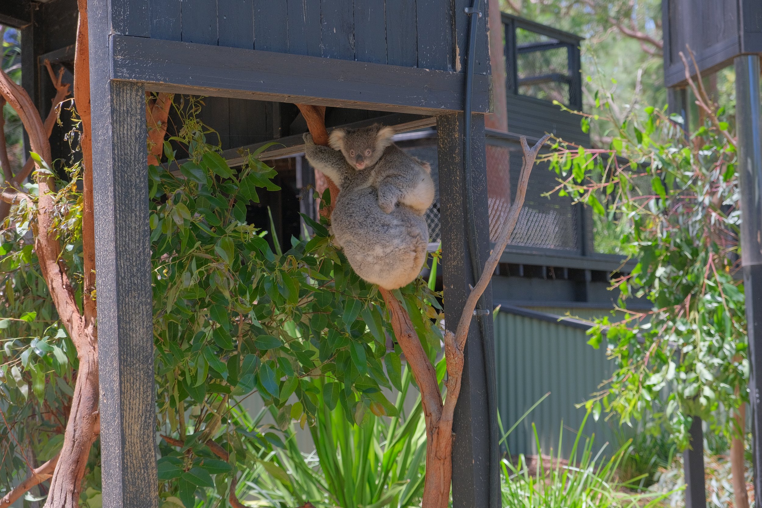 Koala